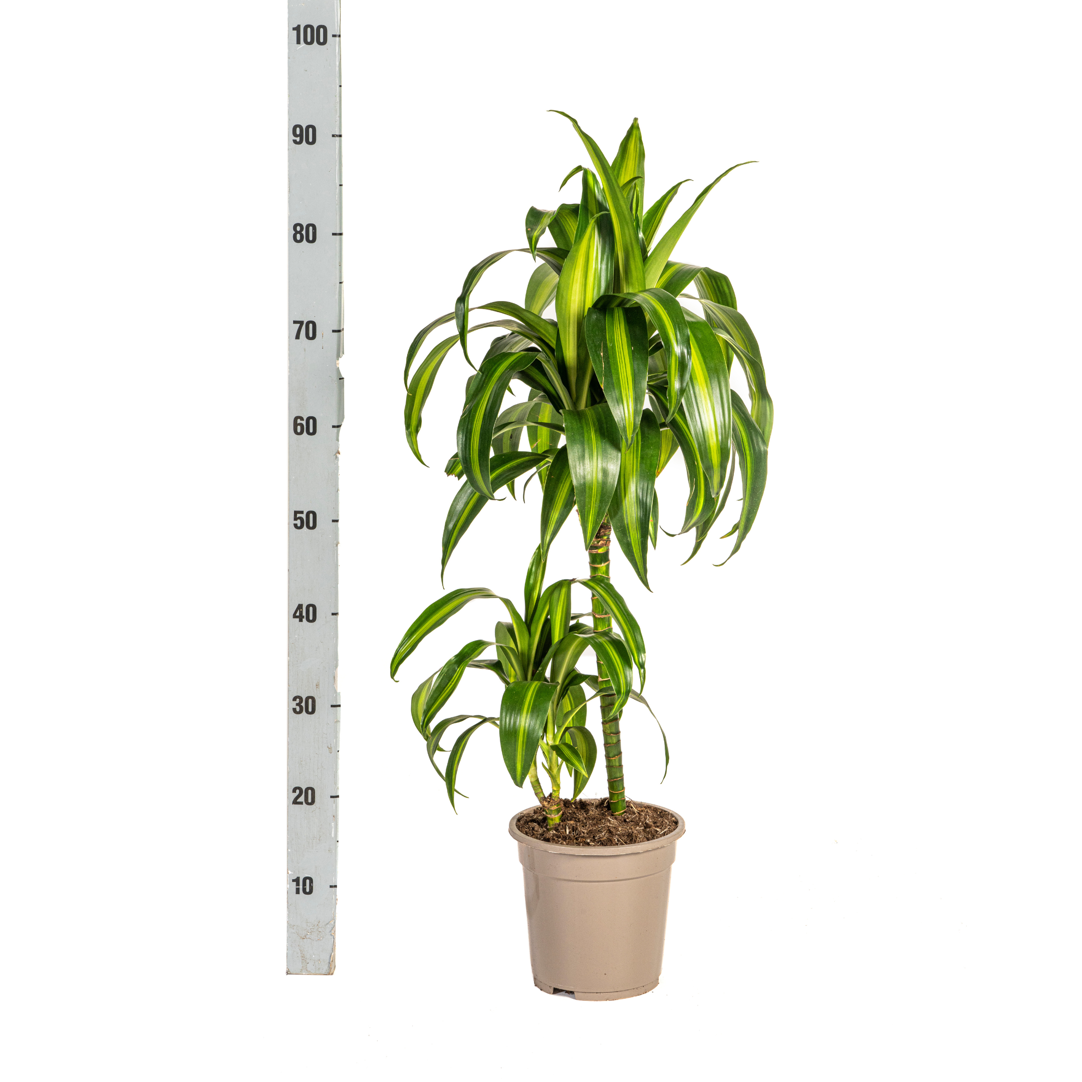 Drachenbaum - Dracaena Deremensis Hawaiian Sunshine Ø19cm - ↕80cm