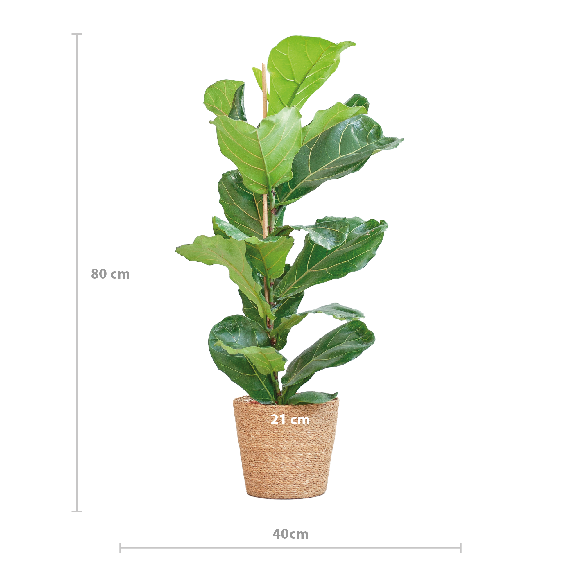 Geigenfeige - Ficus Lyrata mit Korb Sofia natur - 80cm - Ø21