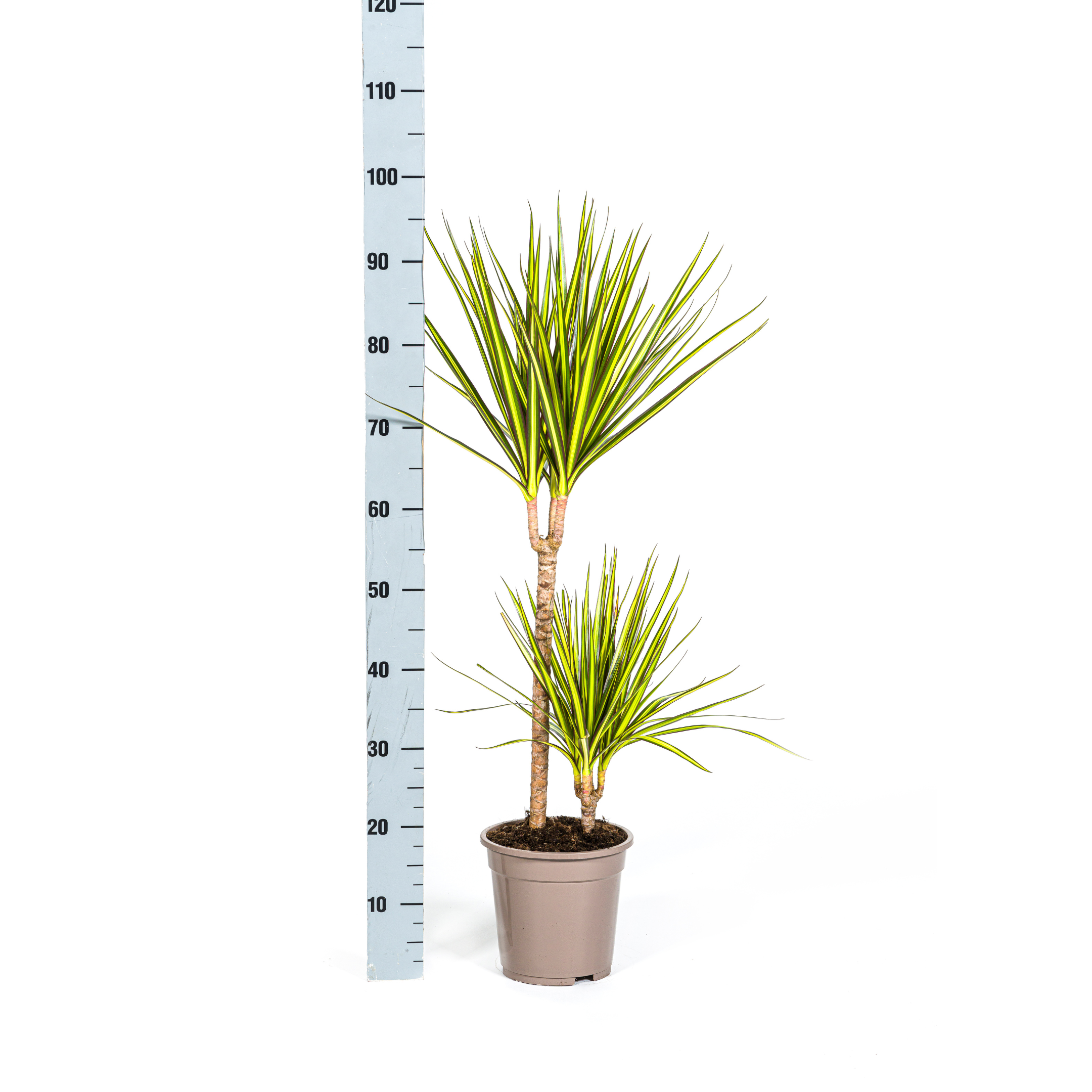 Drachenbaum - Dracaena Marginata Sunray Ø19cm - ↕80-100cm