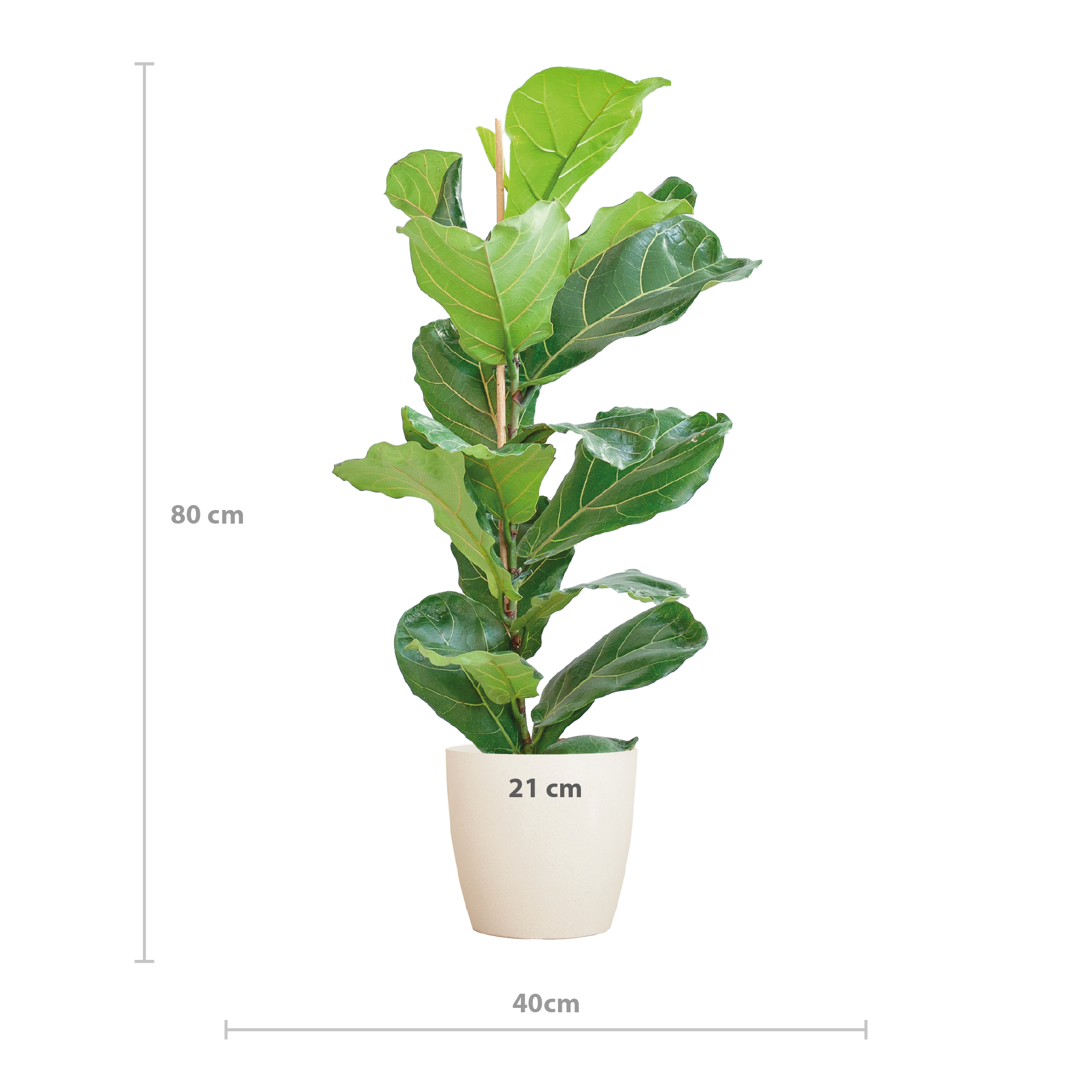 Geigenfeige - Ficus Lyrata mit Viber-Topf weiß – 80 cm – Ø21