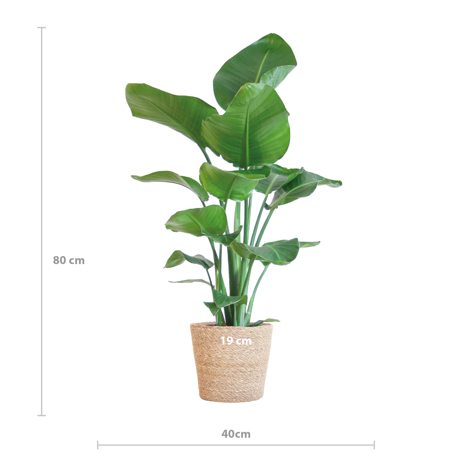 Paradiesvogelblume - Strelitzia Nicolai mit Korb Sofia natur - 80cm - Ø21