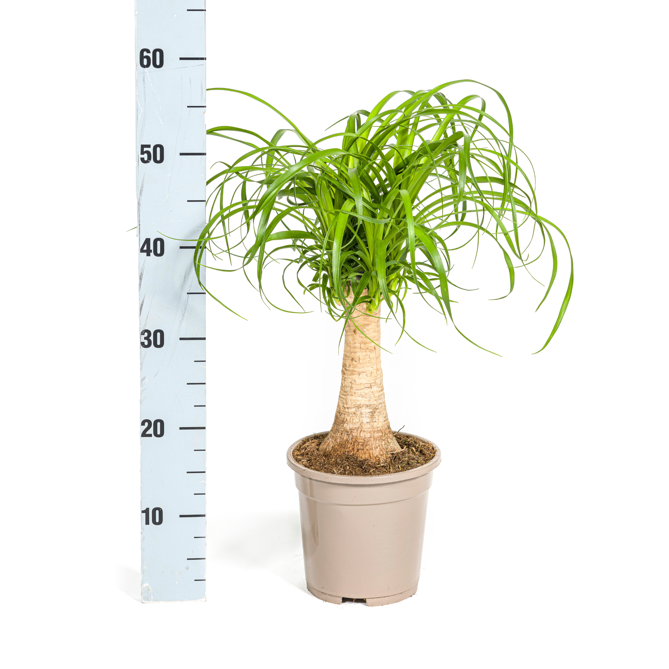 Elefantenfuß - Beaucarnea Recurvata Stamm Ø17cm - ↕50cm