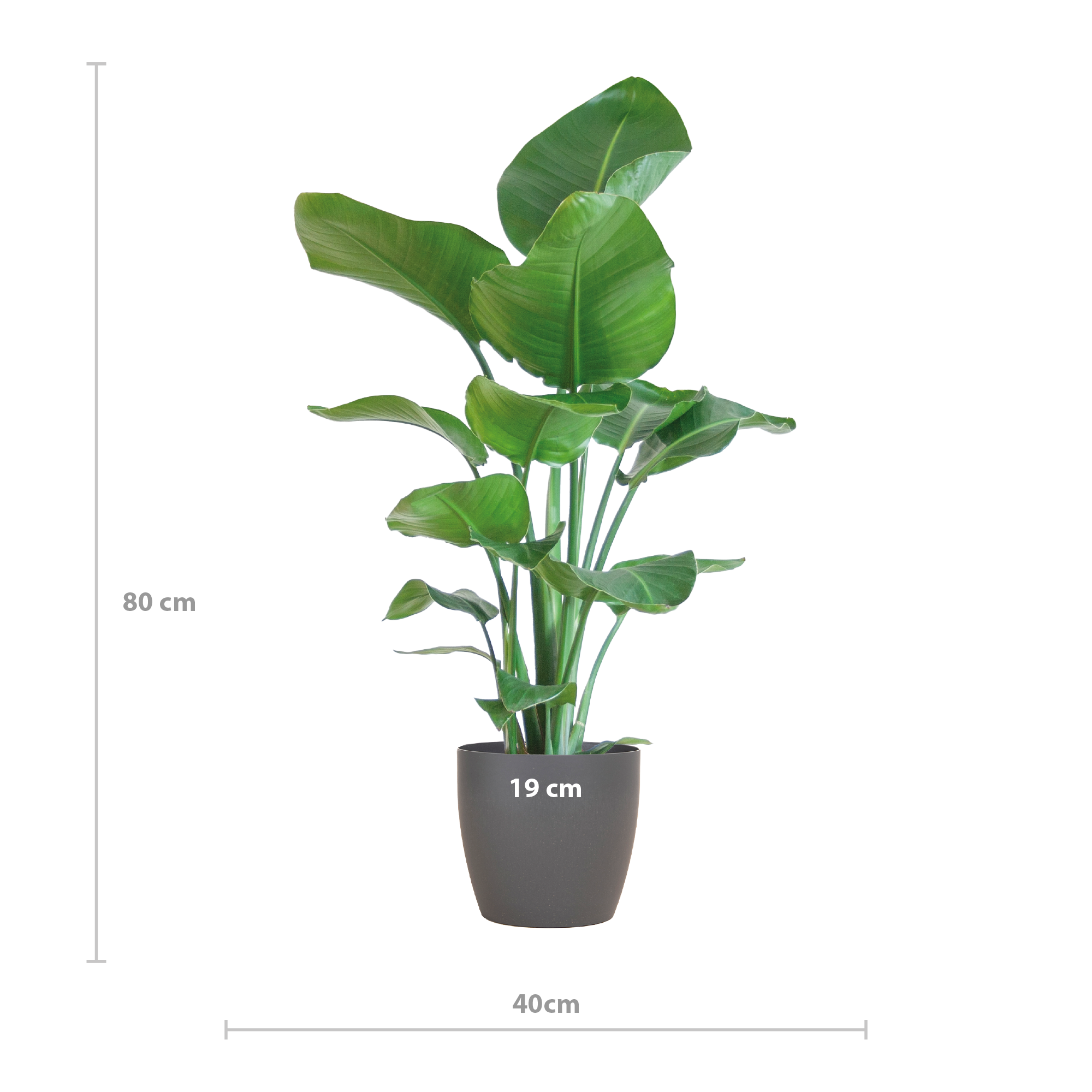 Paradiesvogelblume - Strelitzia Nicolai mit Viber-Topf Grau – 80 cm – Ø21