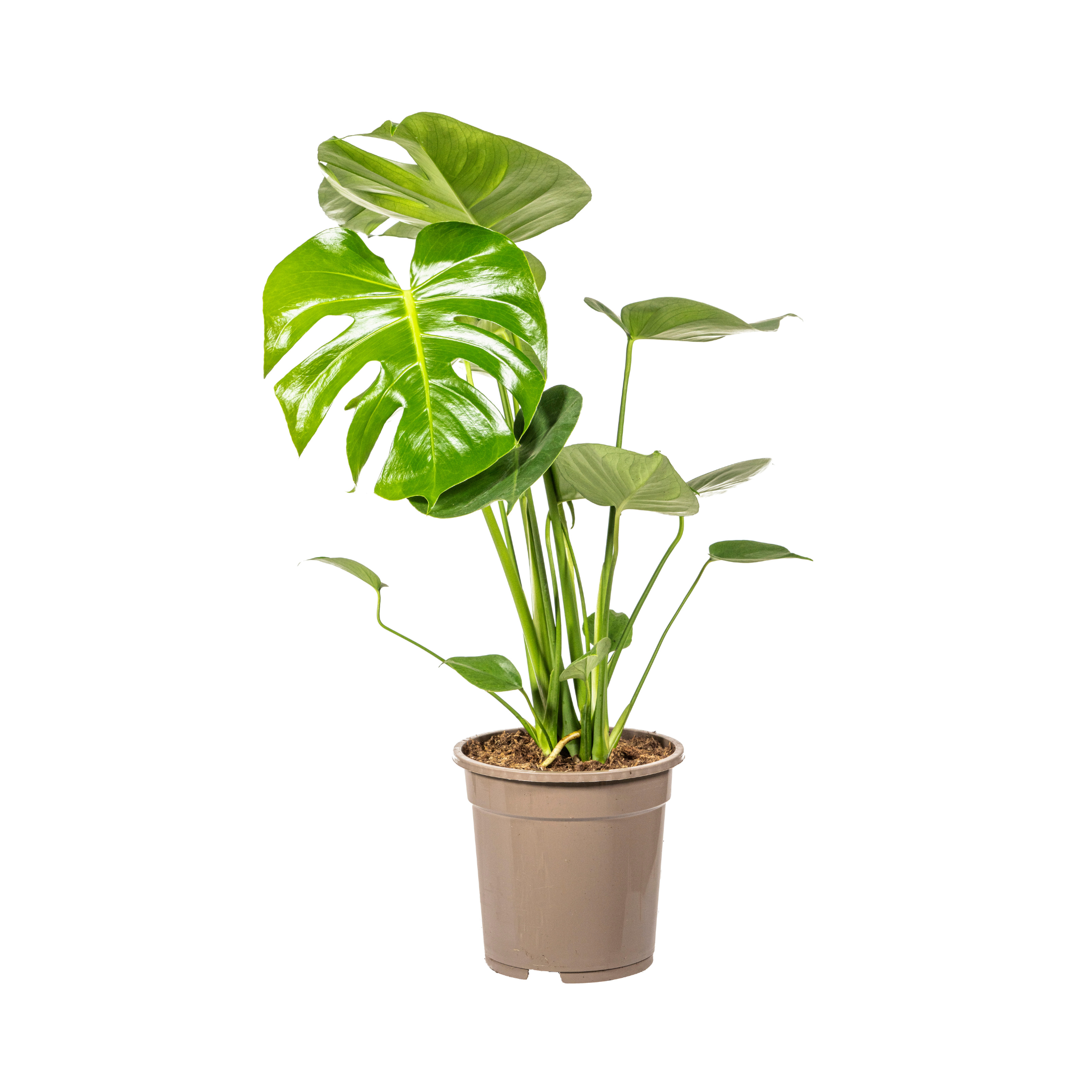 Fensterblatt - Monstera Deliciosa Tauerii Ø19cm - ↕80cm