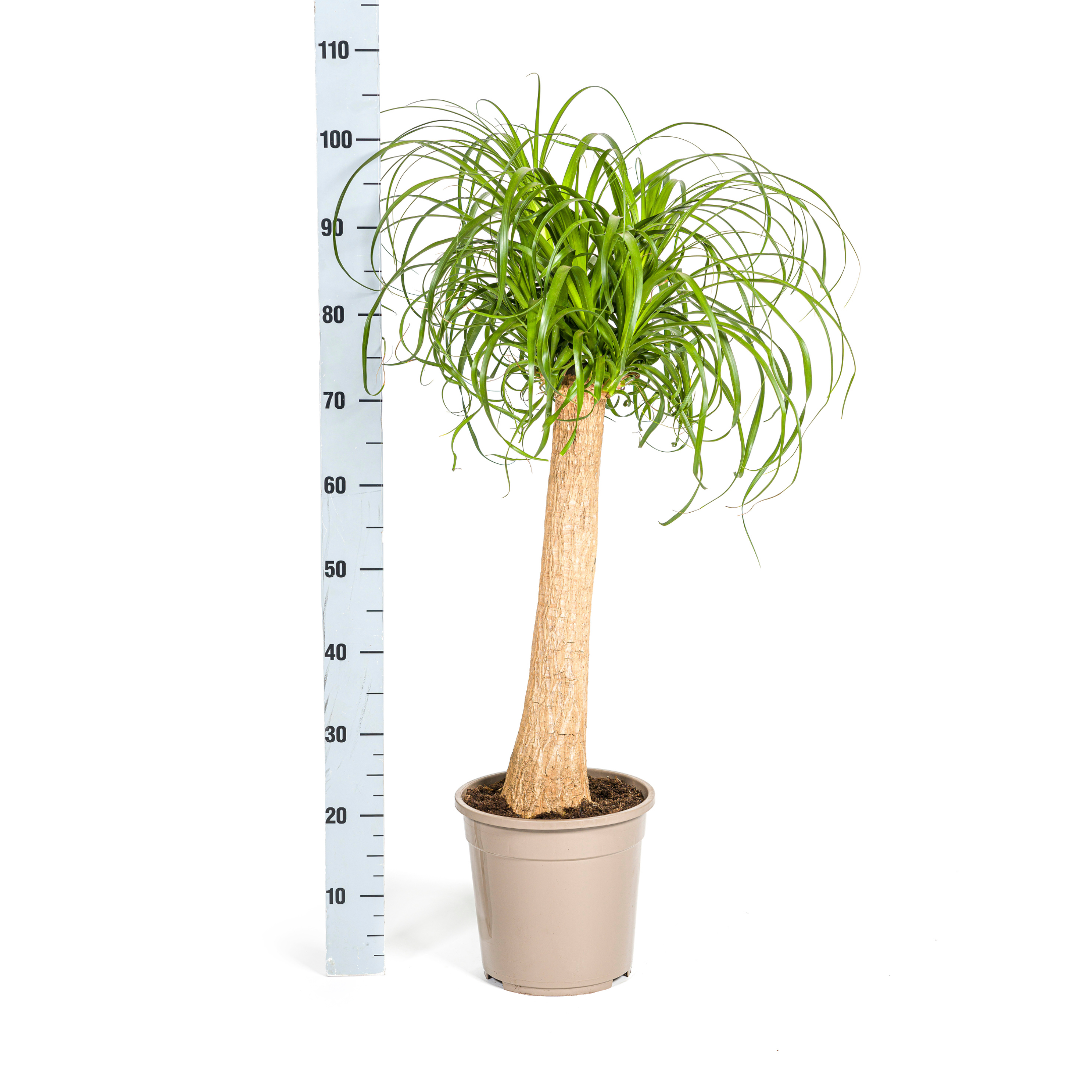 Elefantenfuß - Beaucarnea Recurvata Stamm Ø24cm - ↕90-100cm