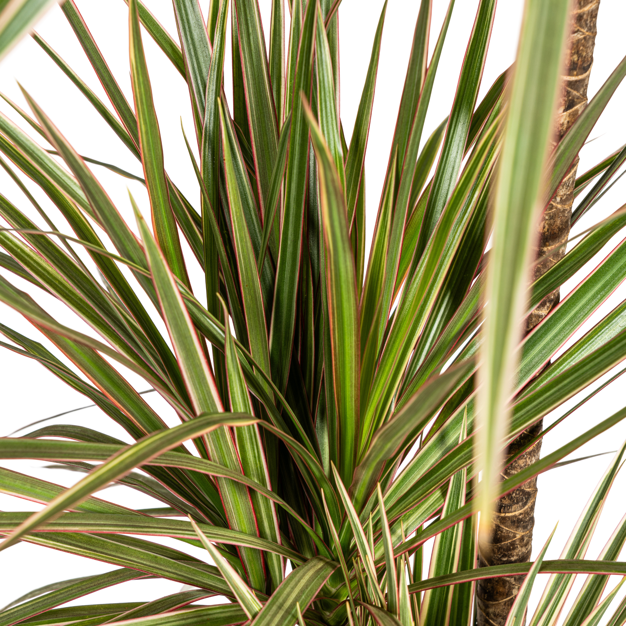 Drachenbaum - Dracaena Marginata Bicolor Ø21cm - ↕120cm