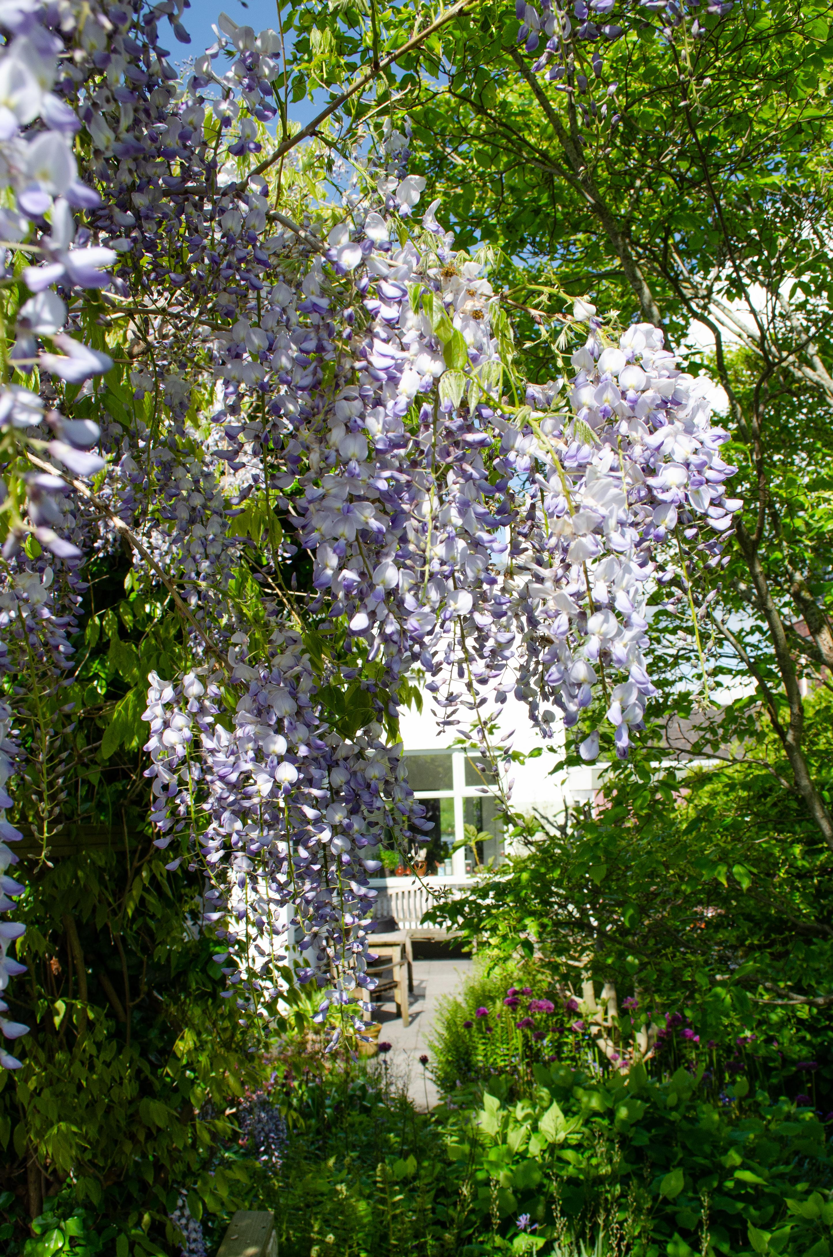 Blauweregen Sinensis 'uit Zaad' +licht Etiket - Ø17cm - ↕75cm