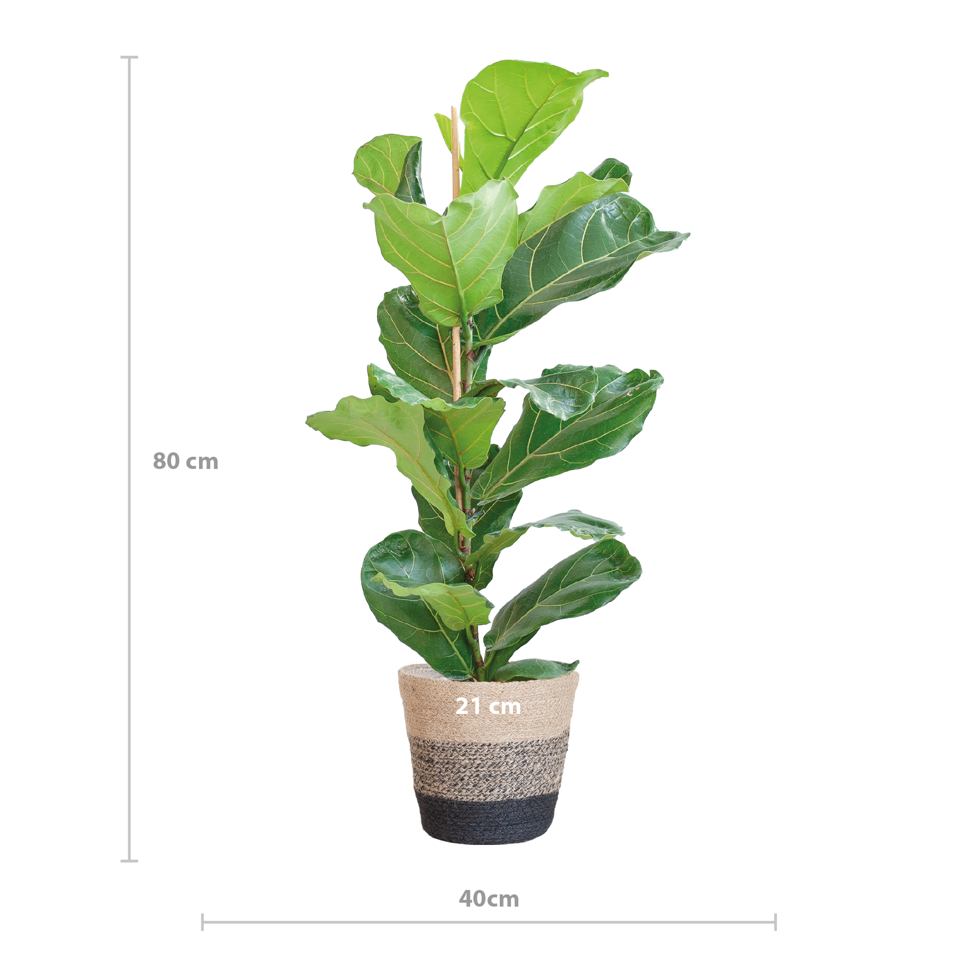 Geigenfeige - Ficus Lyrata mit Korb Lissabon schwarz - 80cm - Ø21