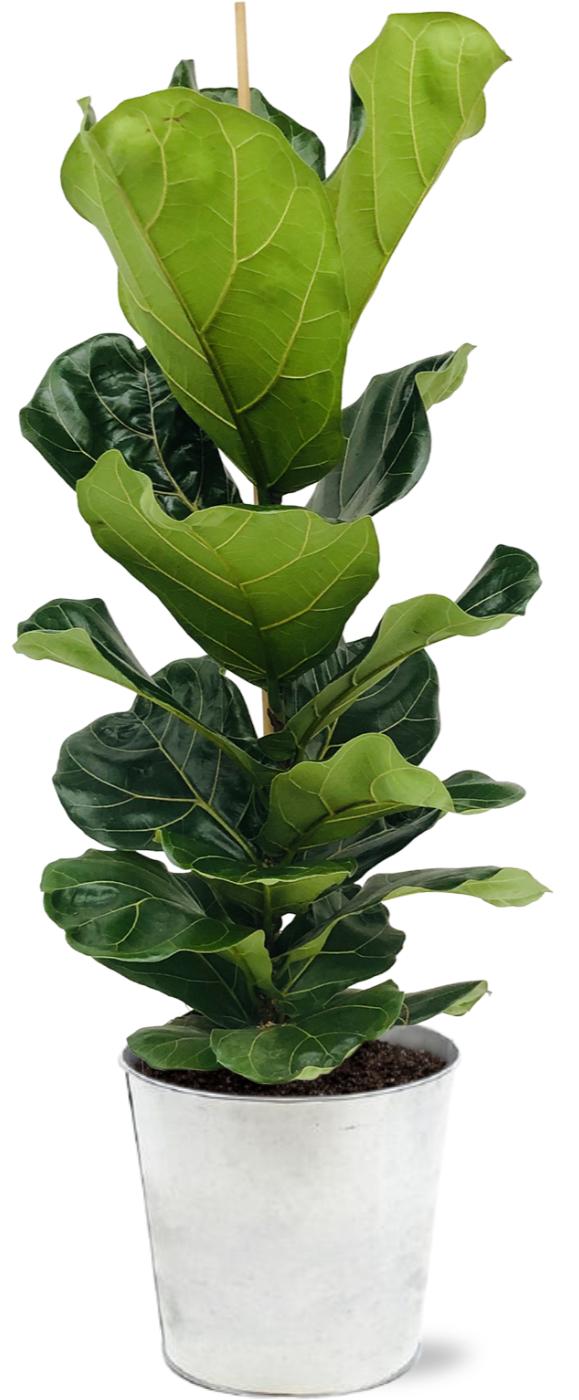 Geigenfeige - Ficus Lyrata - Ø21cm - ↕100cm + Pot D22,5x21cm - Zink Topf