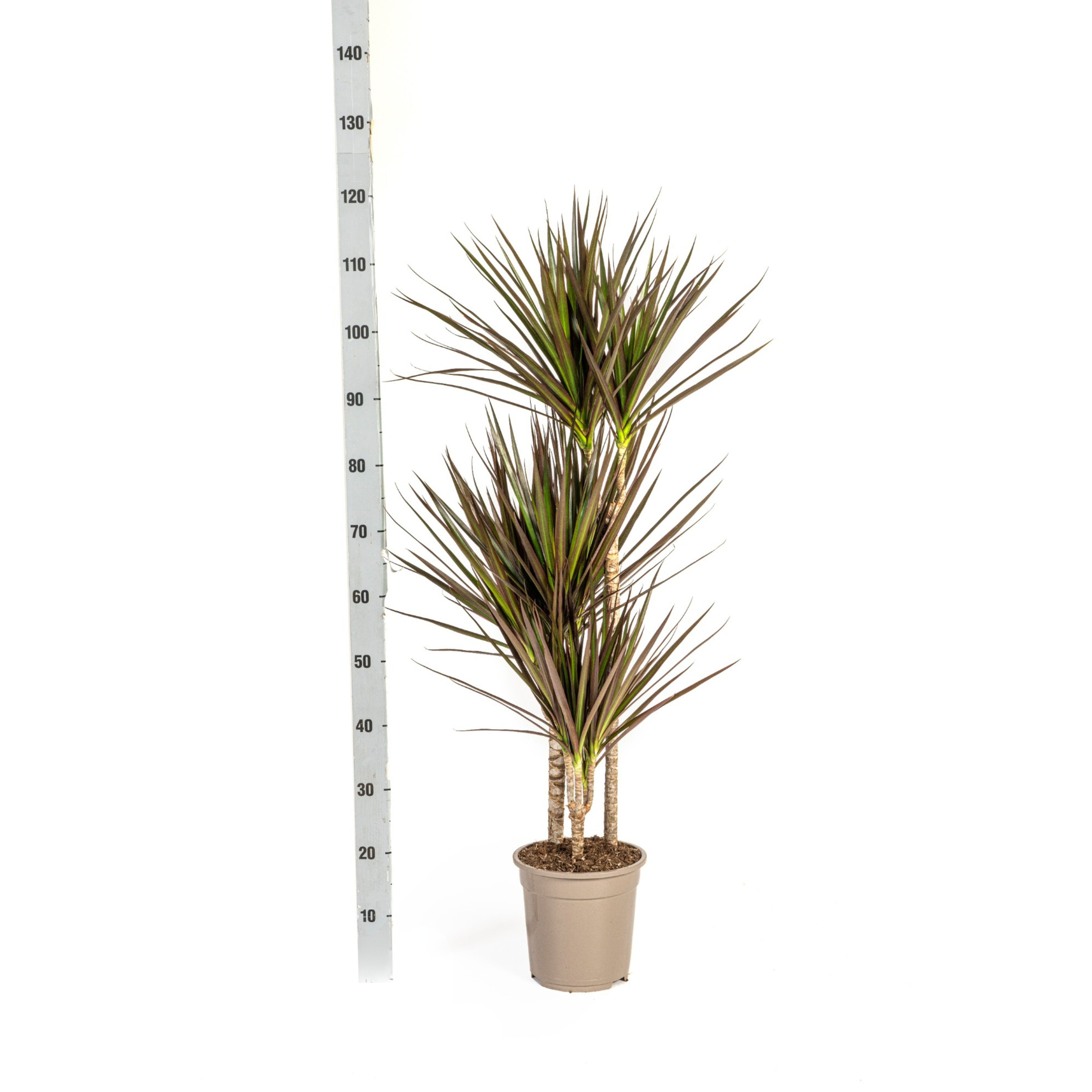 Drachenbaum - Dracaena Marginata Magenta Ø21cm - ↕120cm