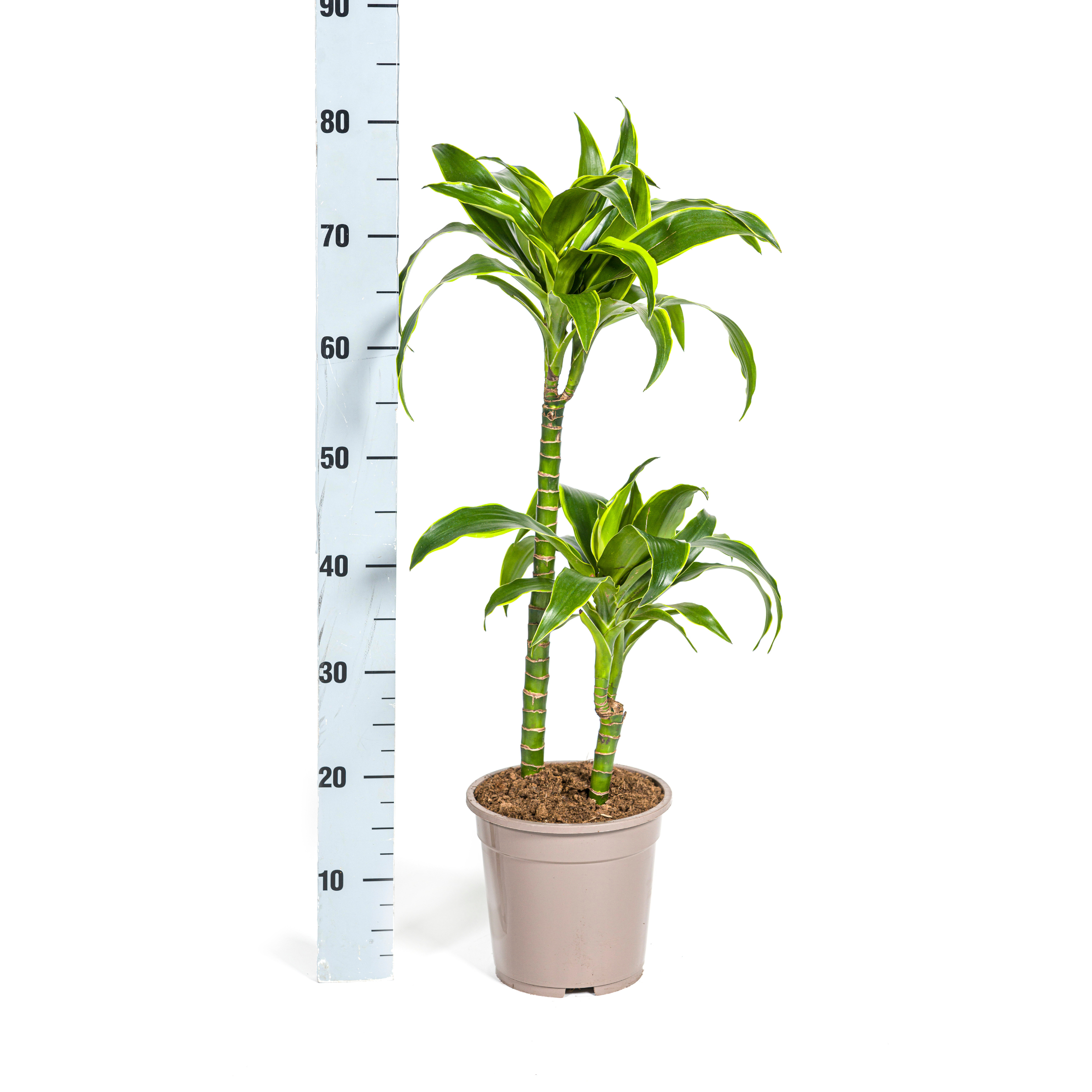 Drachenbaum - Dracaena Deremensis Dorado Ø19cm - ↕80cm