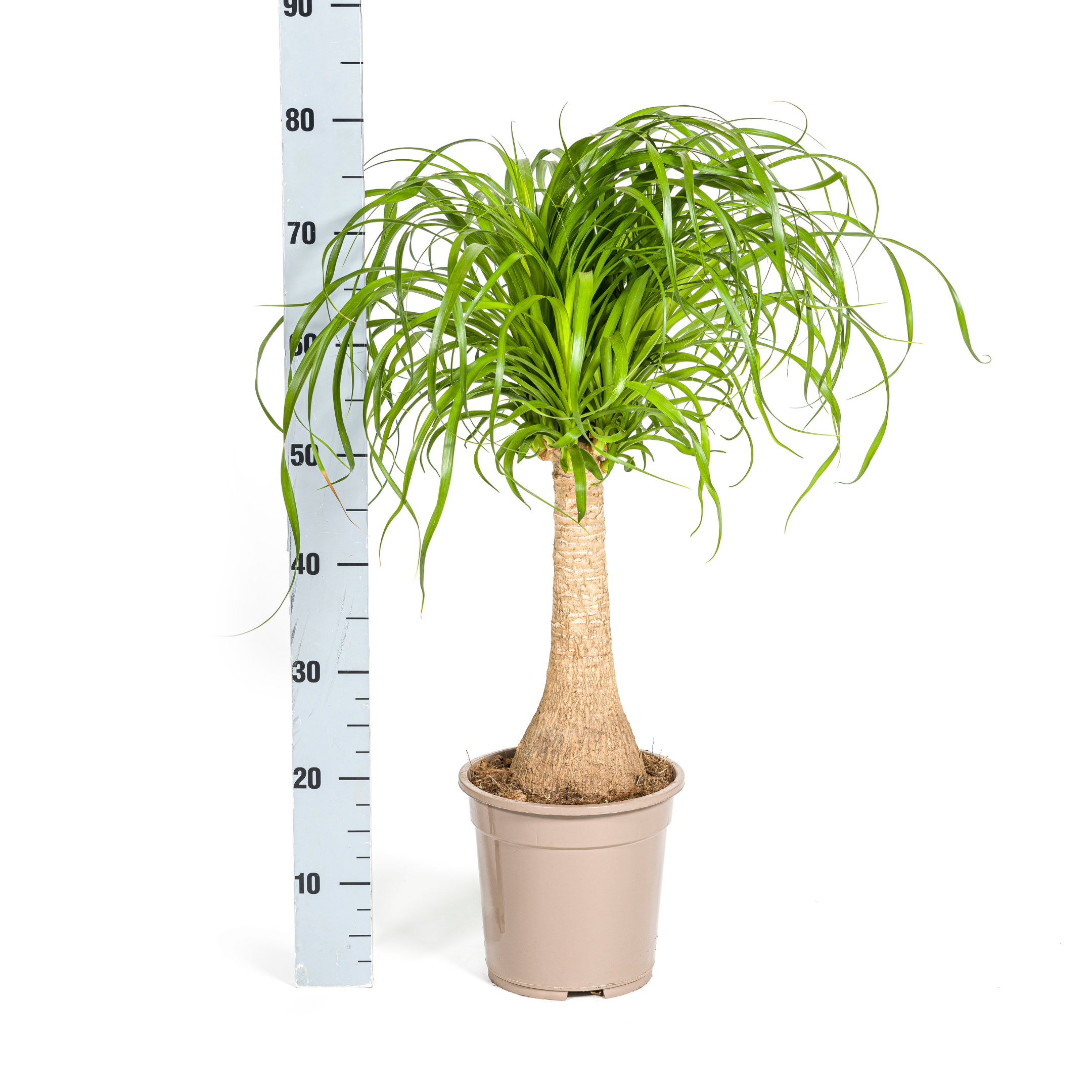 Elefantenfuß - Beaucarnea Recurvata Stamm Ø21cm - ↕70cm