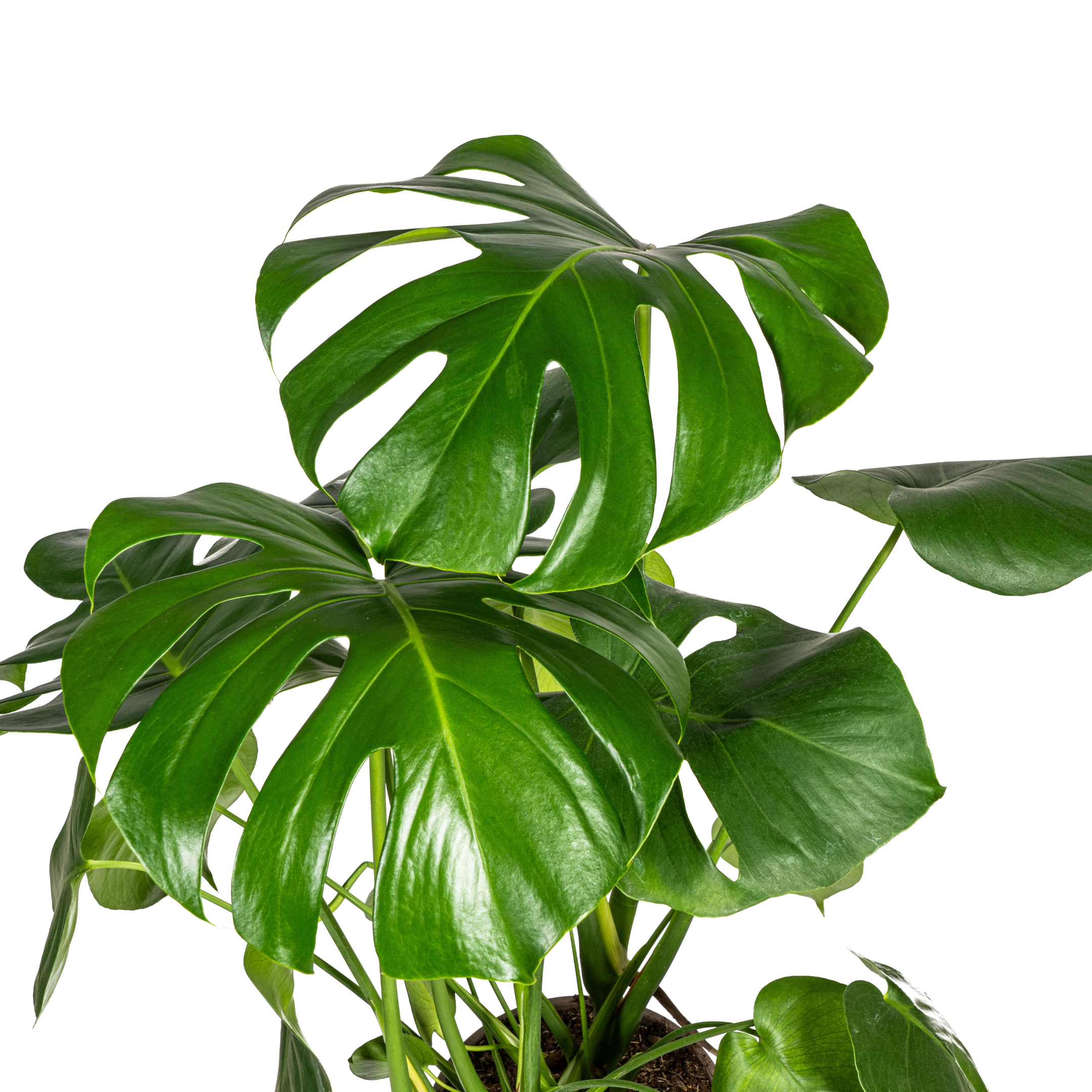 Fensterblatt - Monstera Deliciosa Tauerii Ø21cm - ↕80cm