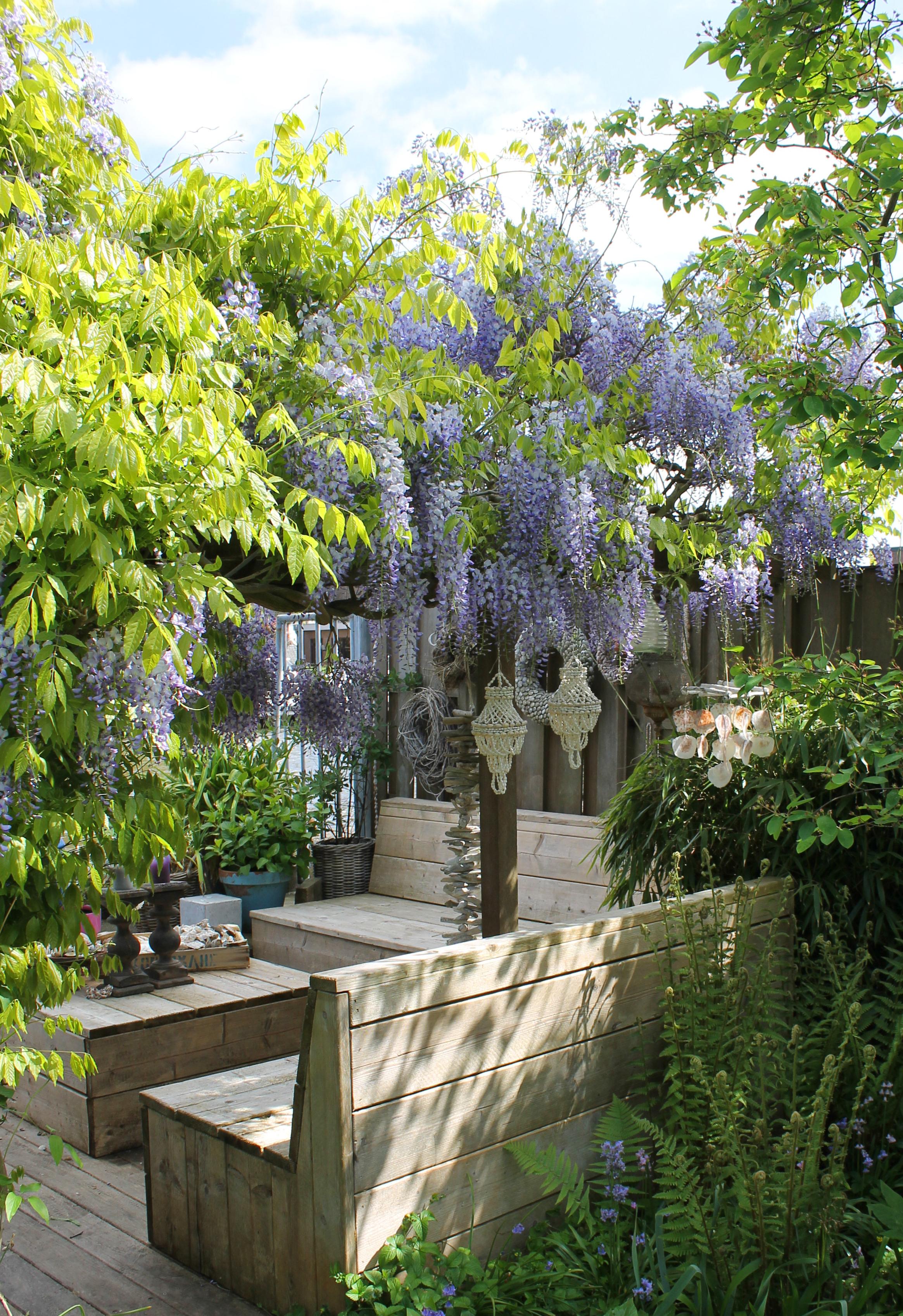 Chinesischer Blauregen - Wisteria Sinensis 'from Seed' - blauer Regen + light Label - Ø17cm - ↕75cm