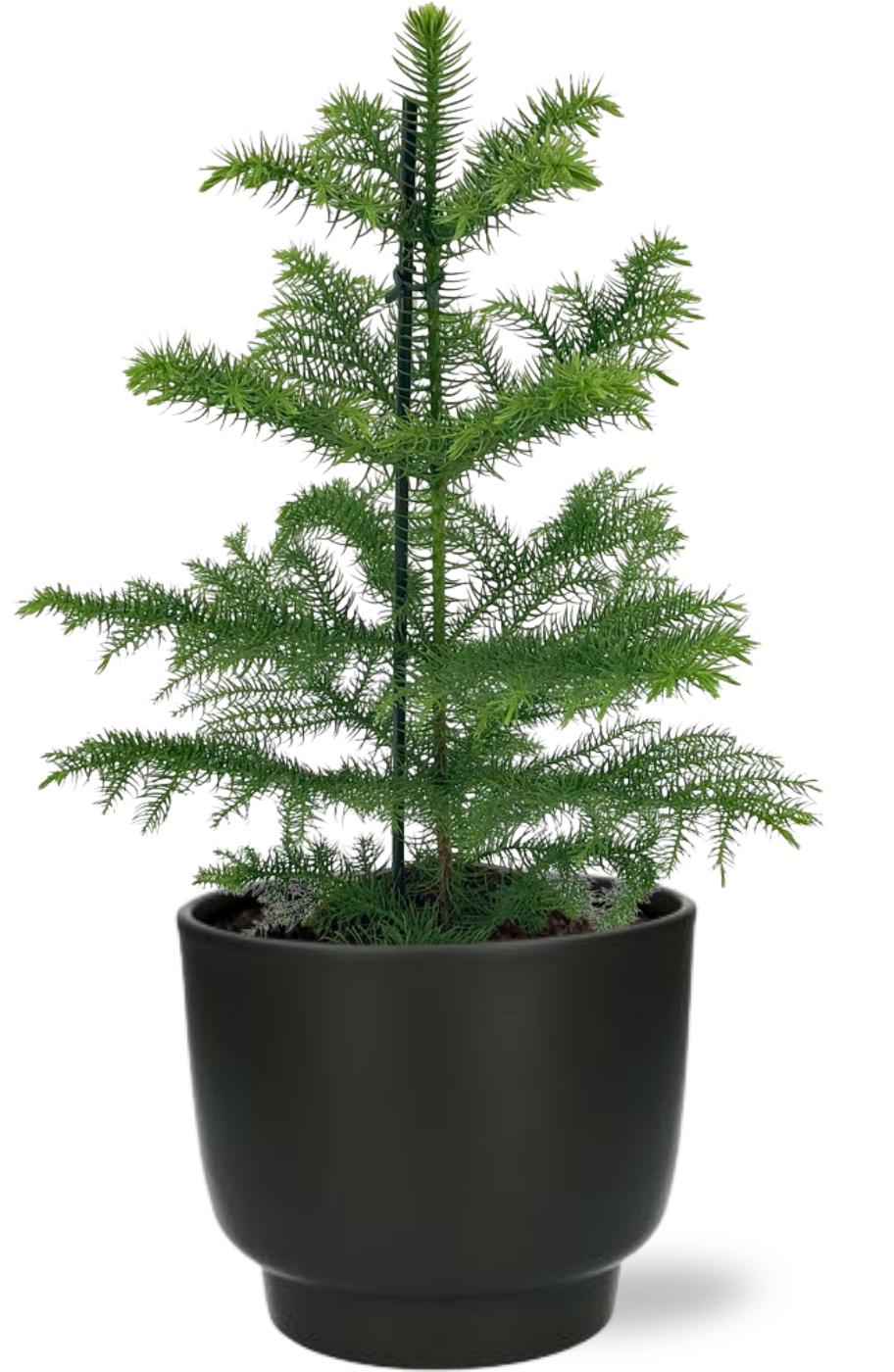 Norfolktanne - Araucaria Heterophylla - Ø14cm - ↕40cm + Potenza Pot D15x13cm - Schwarz