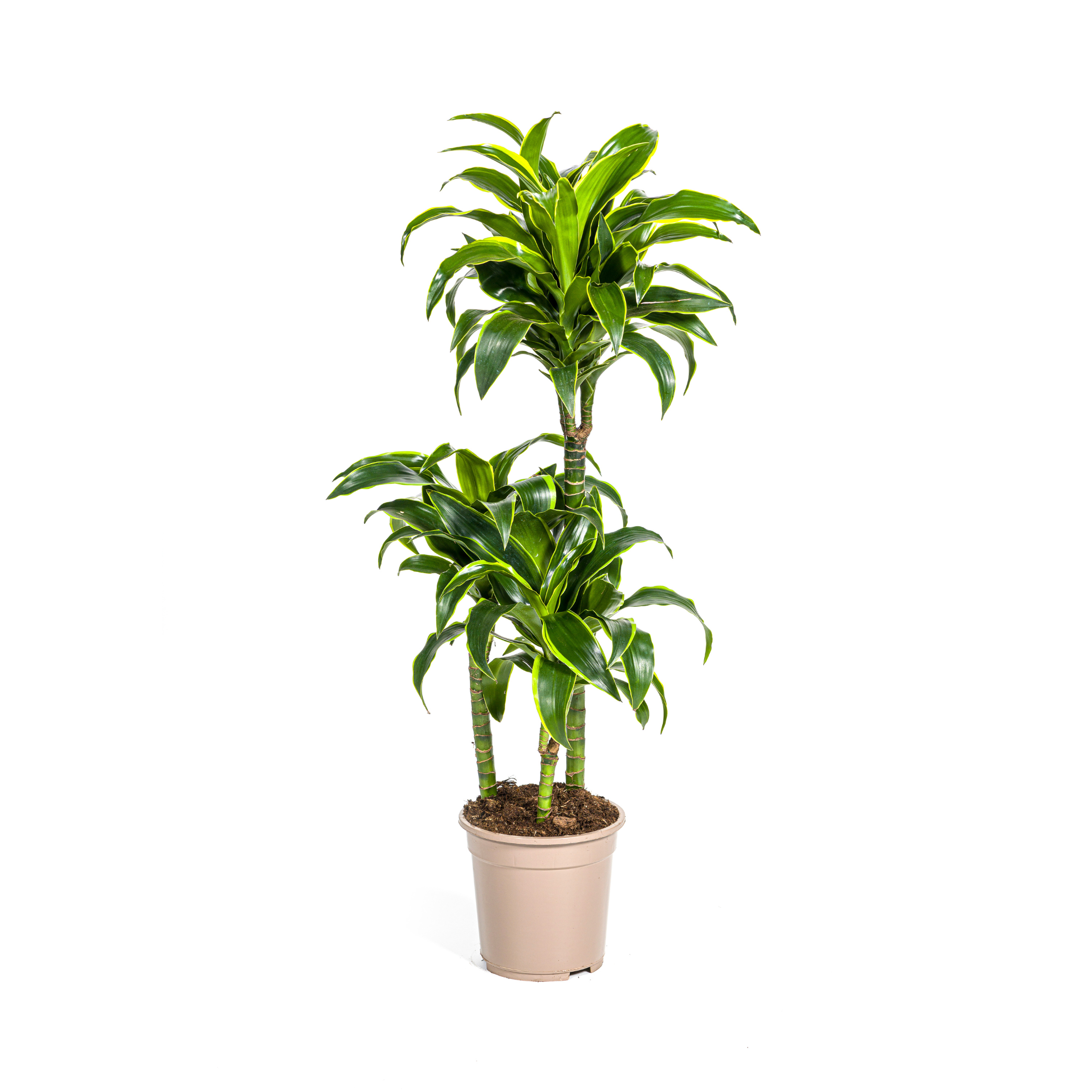 Drachenbaum - Dracaena Deremensis Dorado Ø21cm - ↕110cm