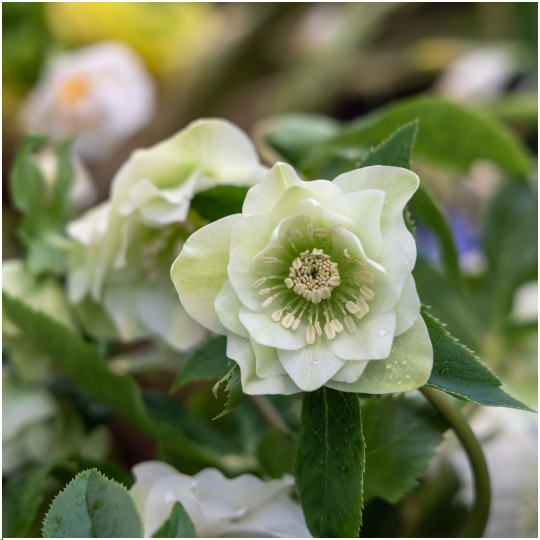 Christrose - Helleborus Specials - 3 x Ø 14 cm - ↨ 25 cm   3 Stück