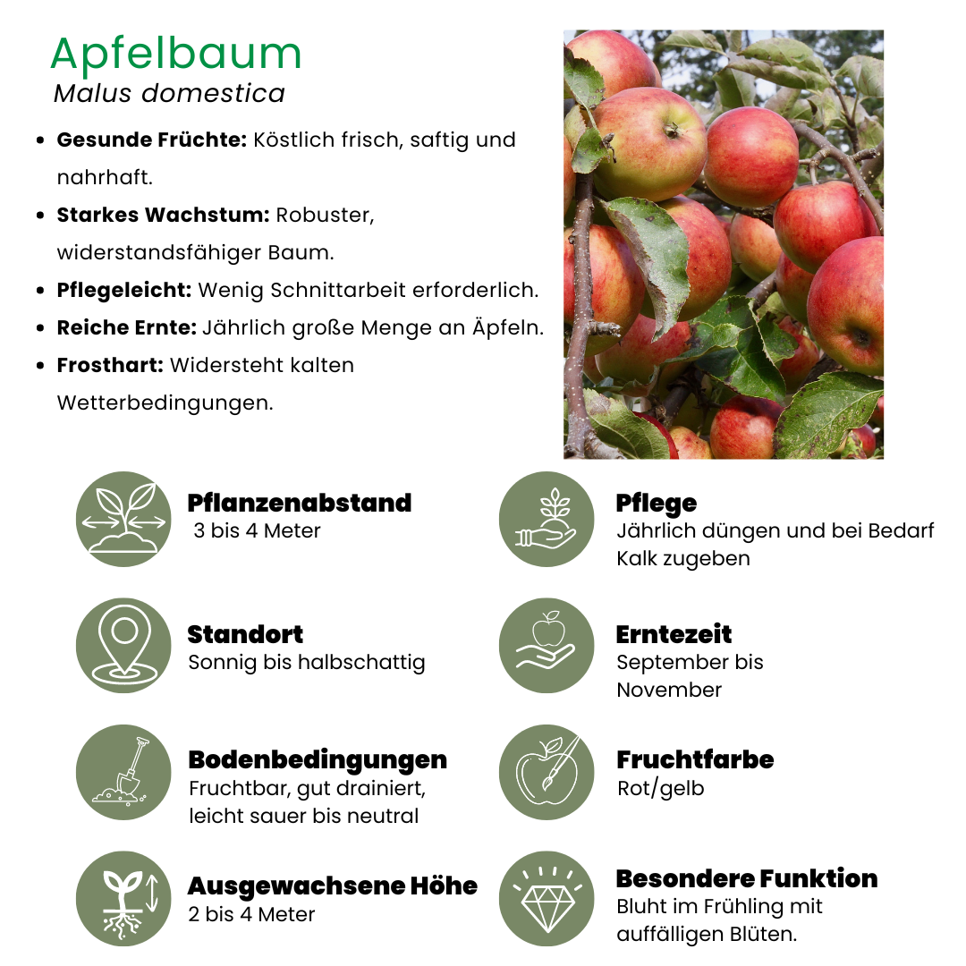 Apfelbaum - Bio-Apfelbaum Malus - 1 x Ø 20 cm - ↨ 60 cm