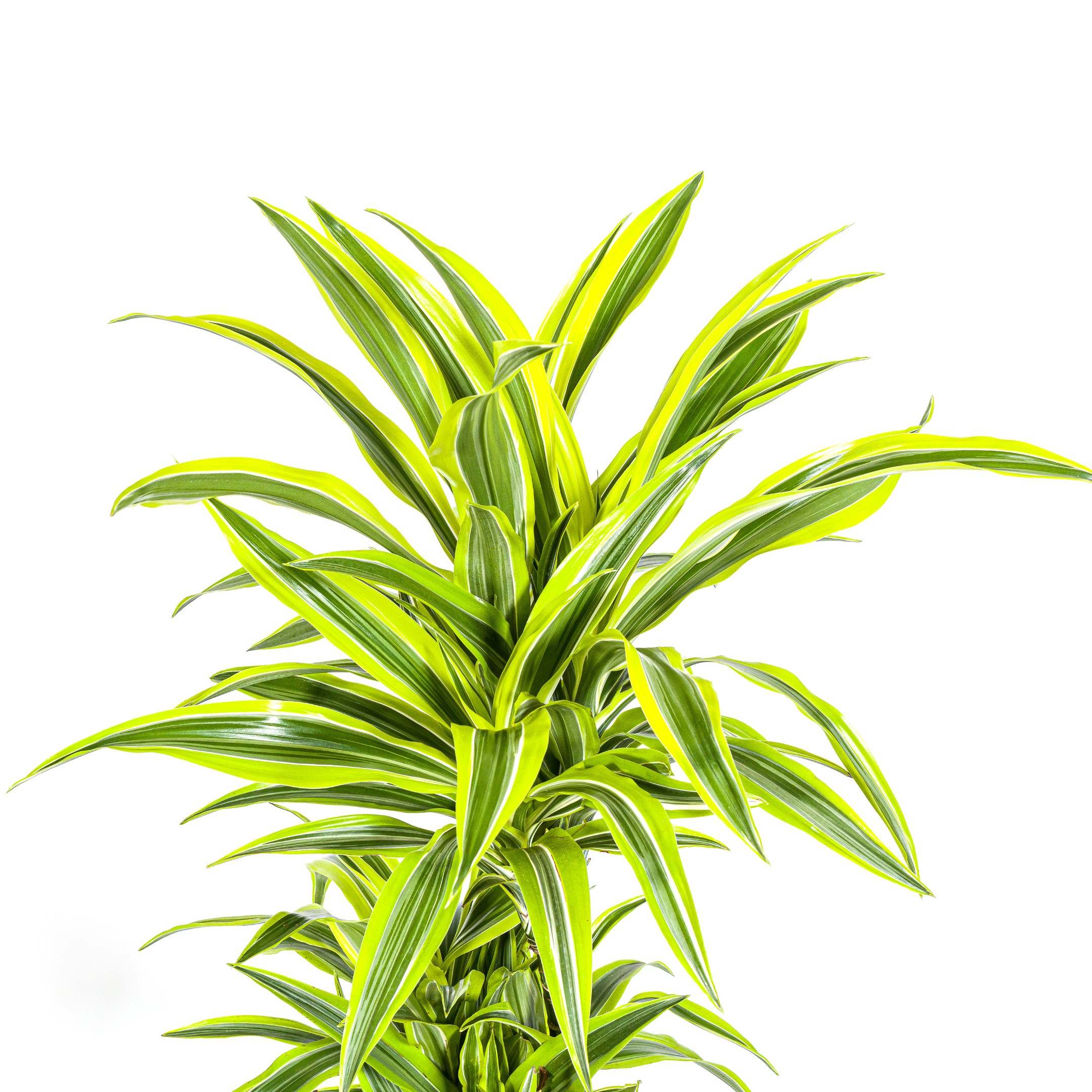 Drachenbaum - Dracaena Deremensis Lemon Lime Ø24cm - ↕140cm