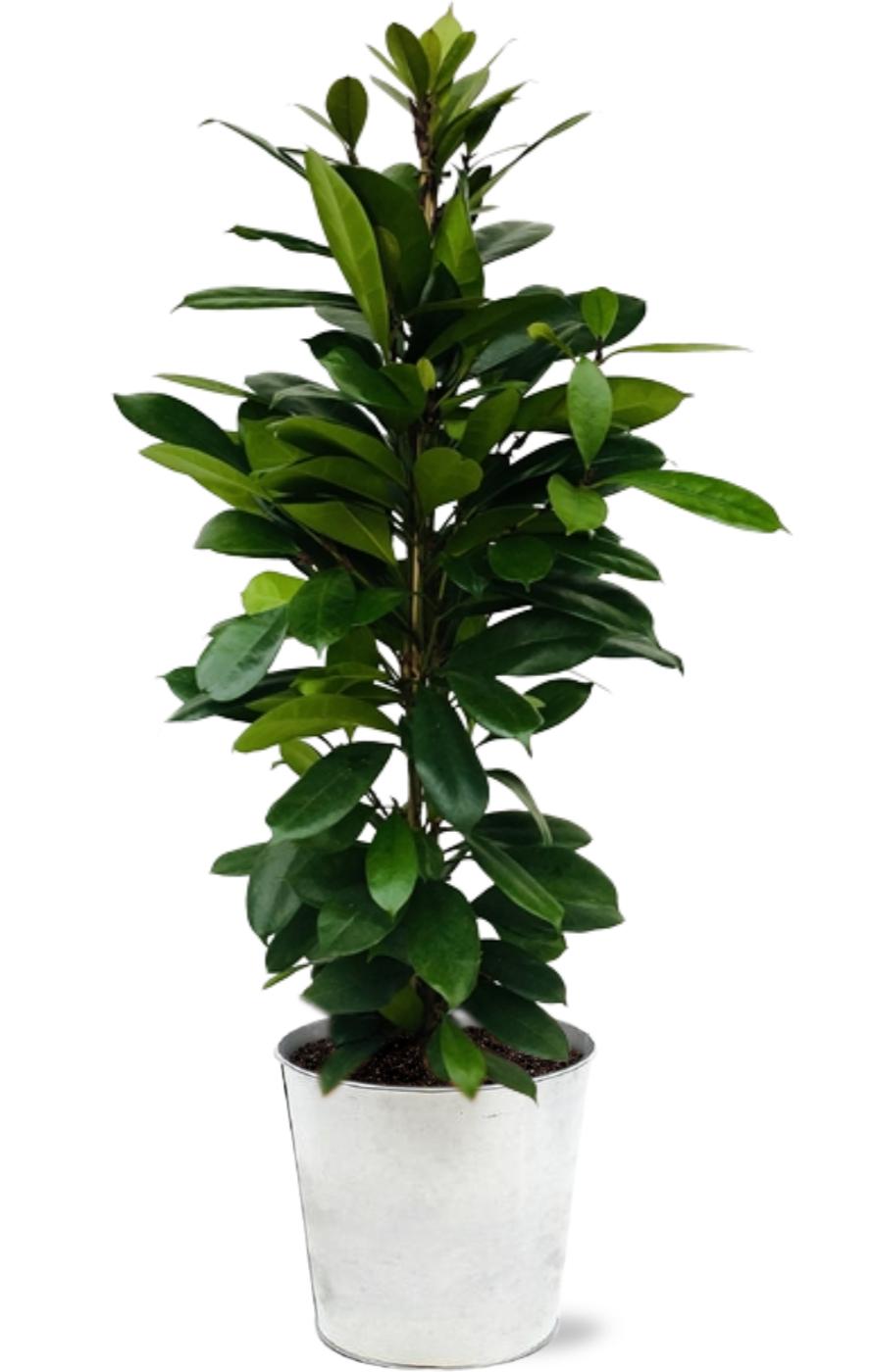 Afrikanische Feigenbaum - Ficus Cyathistipula - Ø21cm - ↕105cm + Pot D22,5x21cm - Zinktopf