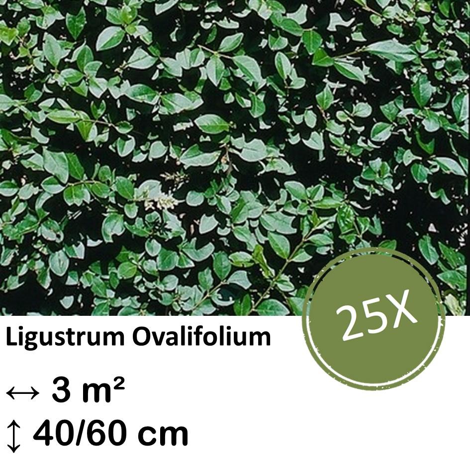 Ligusterhecke - Ligustrum Ovalifolium - Kale wortel nackte Wurzel - 40/60 - 25x