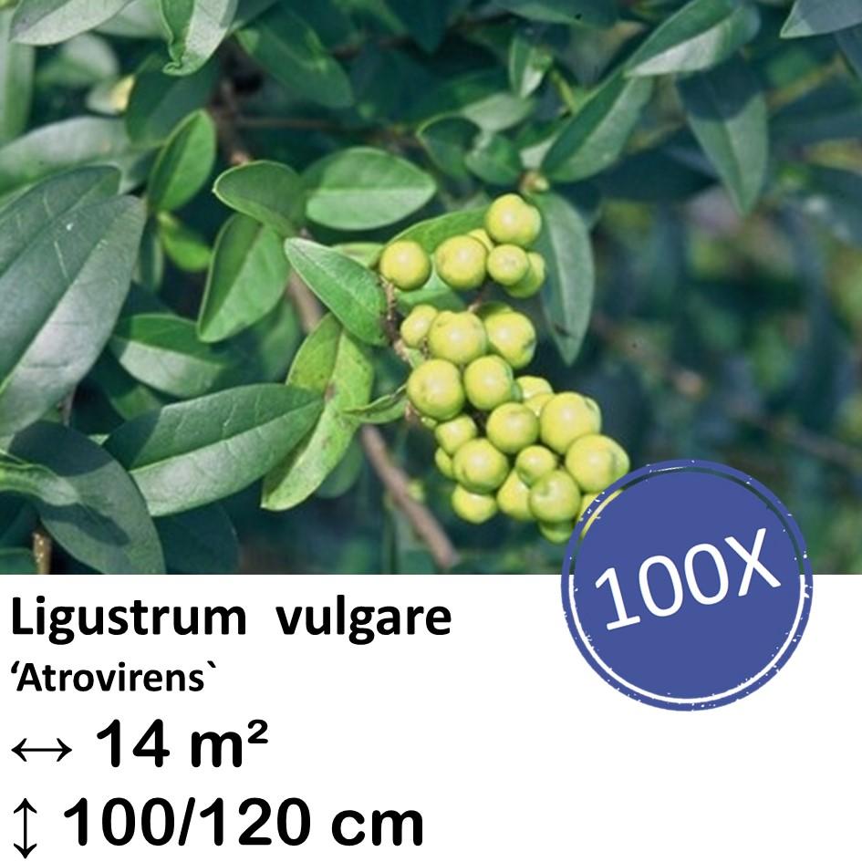 Ligustrum vulgare 'Atrovirens` - kale wortel nackte Wurzel - 100/120 - 100x