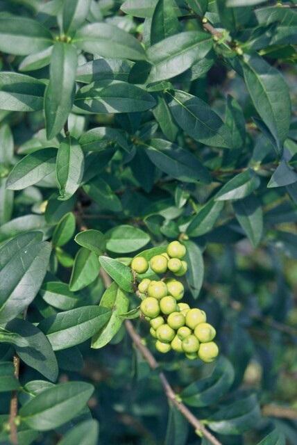 Ligustrum vulgare 'Atrovirens` - kale wortel nackte Wurzel - 100/120 - 100x