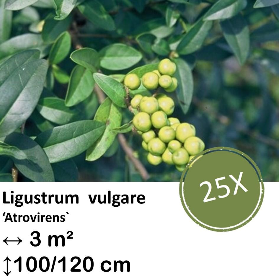 Ligustrum vulgare 'Atrovirens` - kale wortel nackte Wurzel - 100/120 - 25x