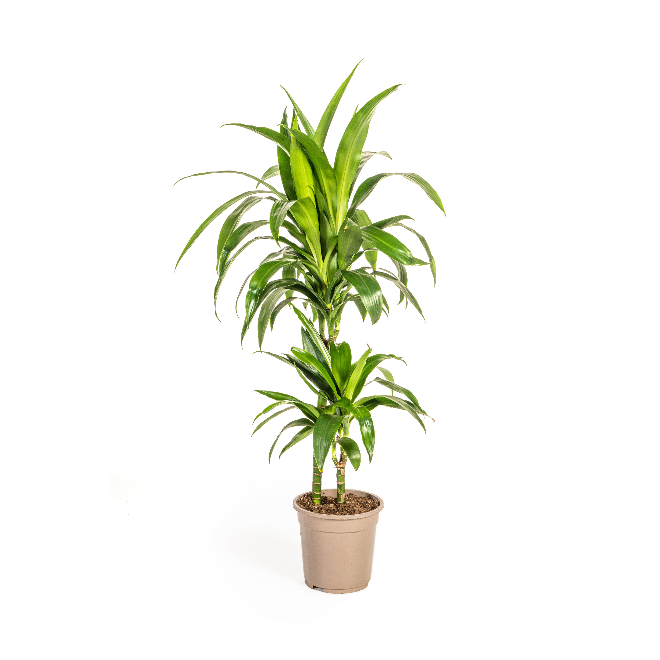 Drachenbaum - Dracaena Deremensis Lisa Ø19cm - ↕80cm