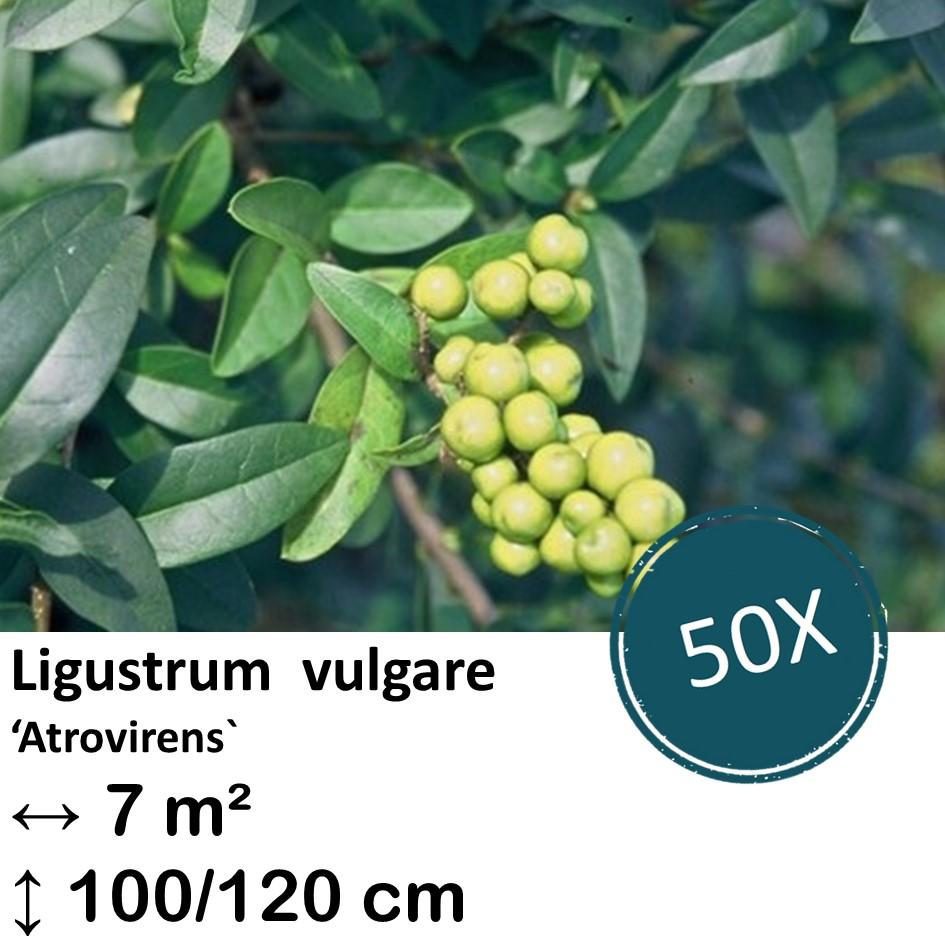 Ligustrum vulgare 'Atrovirens` - kale wortel nackte Wurzel - 100/120 - 50x