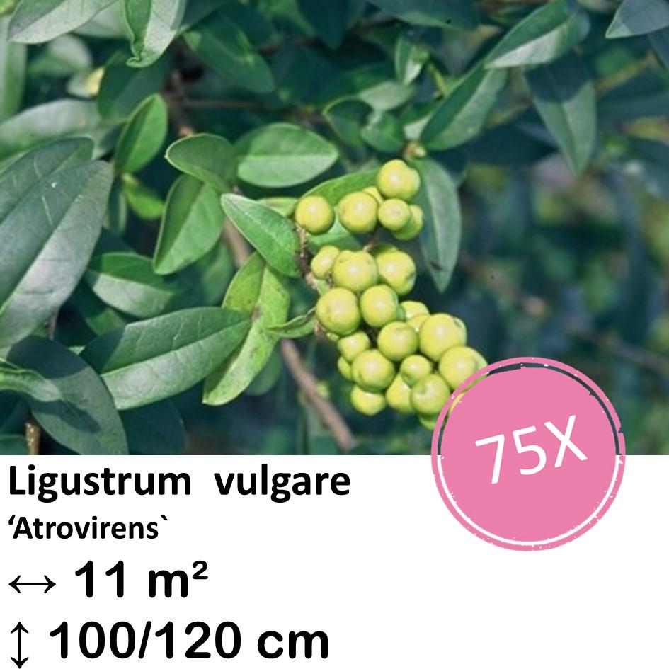 Ligustrum vulgare 'Atrovirens` - kale wortel nackte Wurzel - 100/120 - 75x