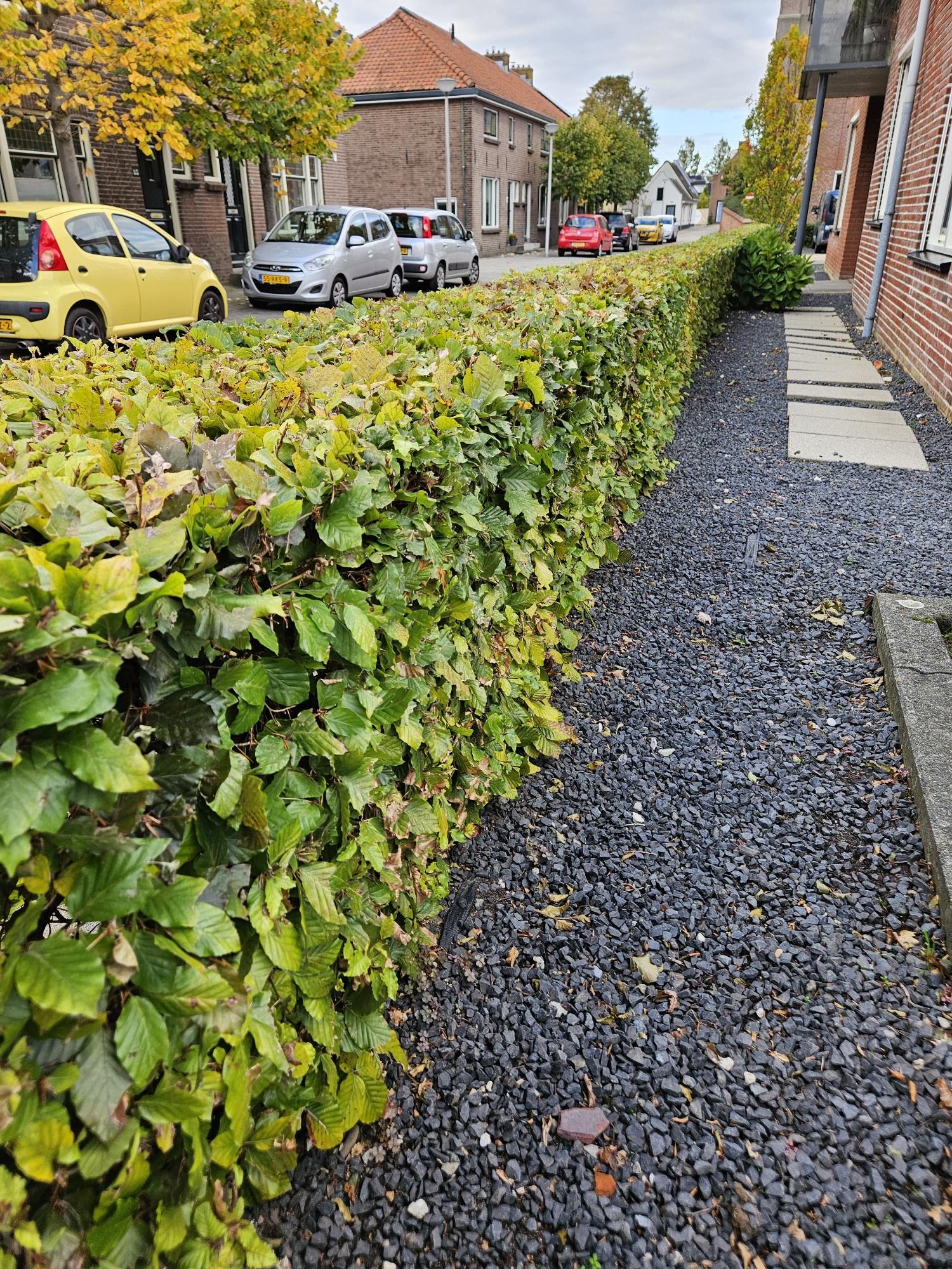 Rotbuchenhecke - Fagus sylvatica  - Kale wortel nackte Wurzel - 80/100 - 25x