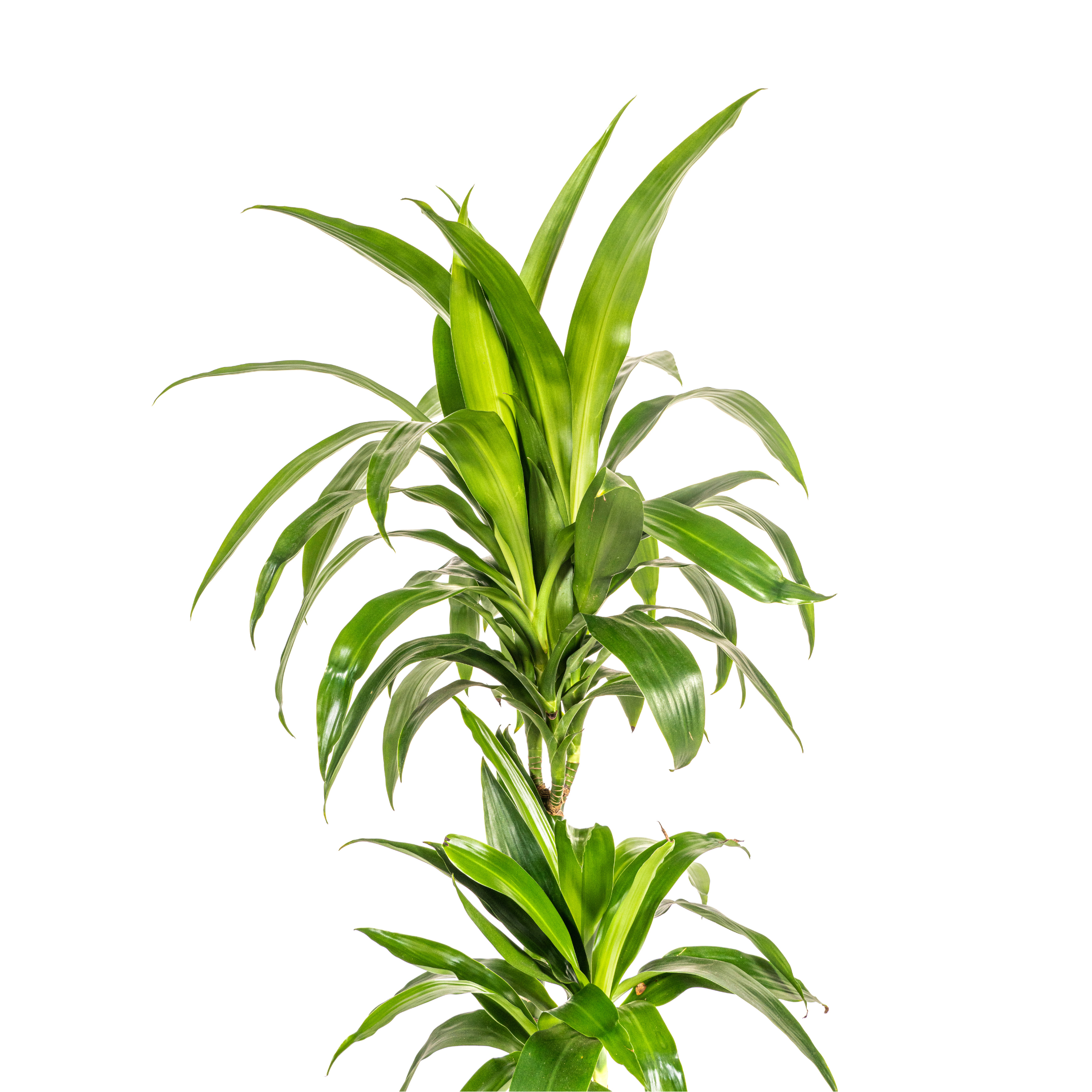 Drachenbaum - Dracaena Deremensis Lisa Ø19cm - ↕80cm