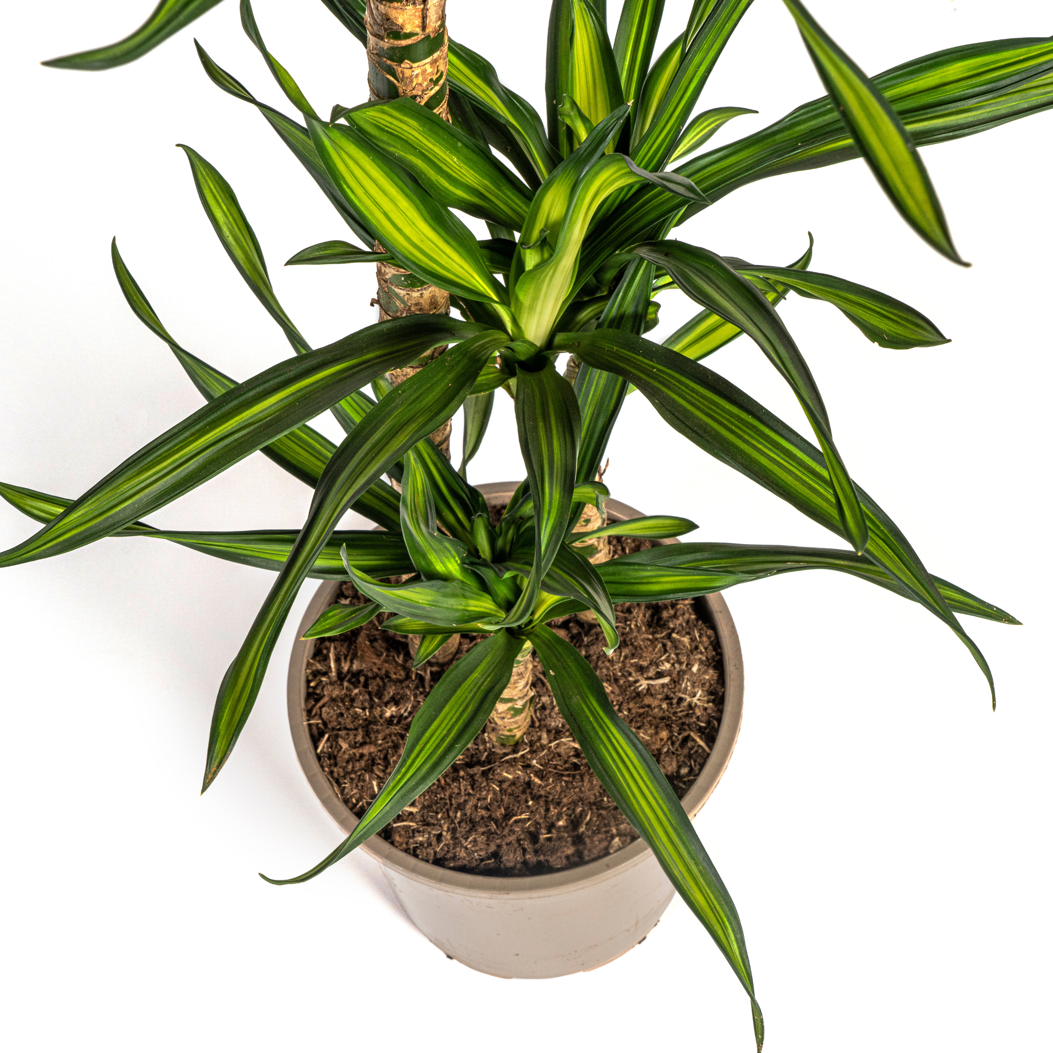 Drachenbaum - Dracaena Deremensis Rikki Ø19cm - ↕80cm