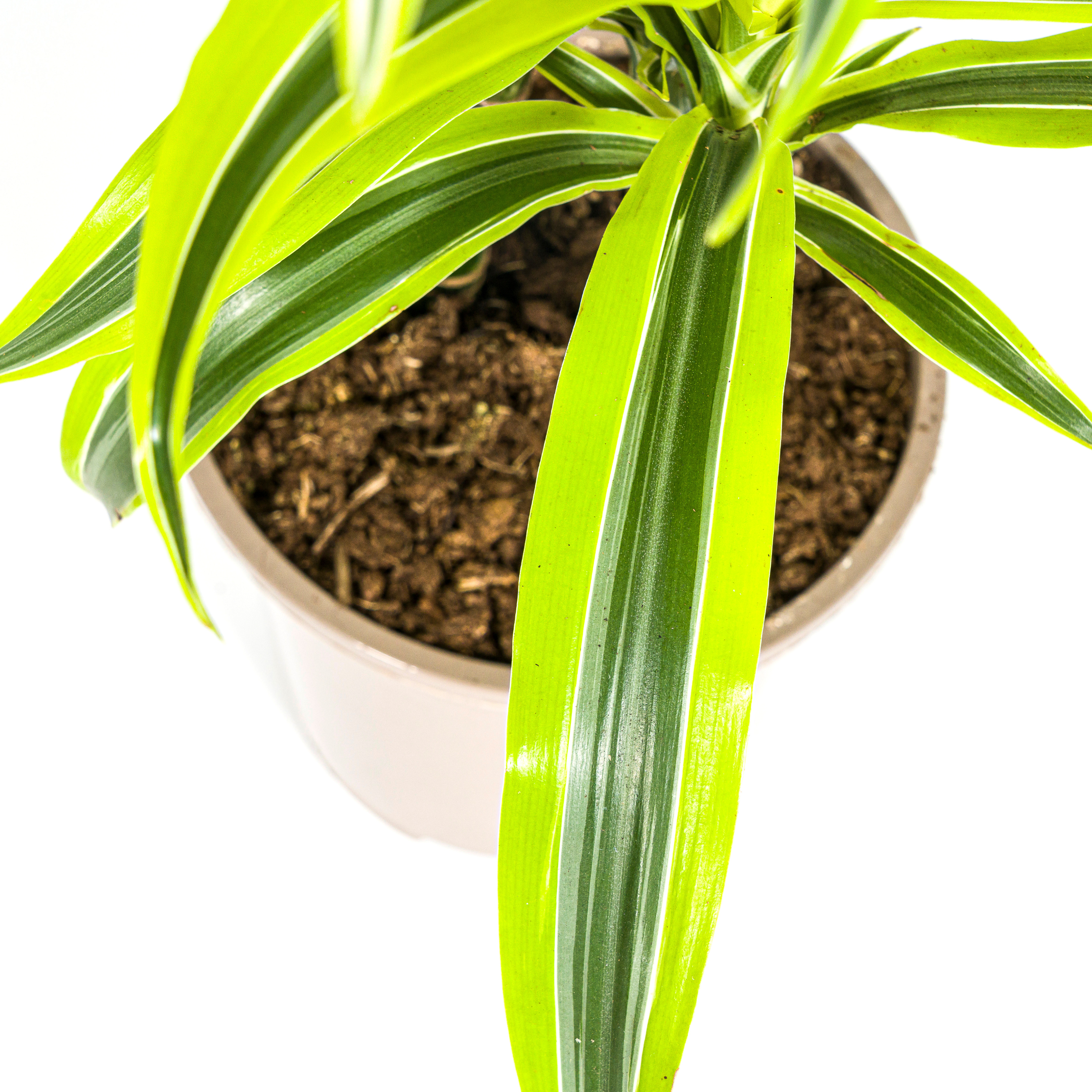 Drachenbaum - Dracaena Deremensis Lemon Lime Ø19cm - ↕80cm