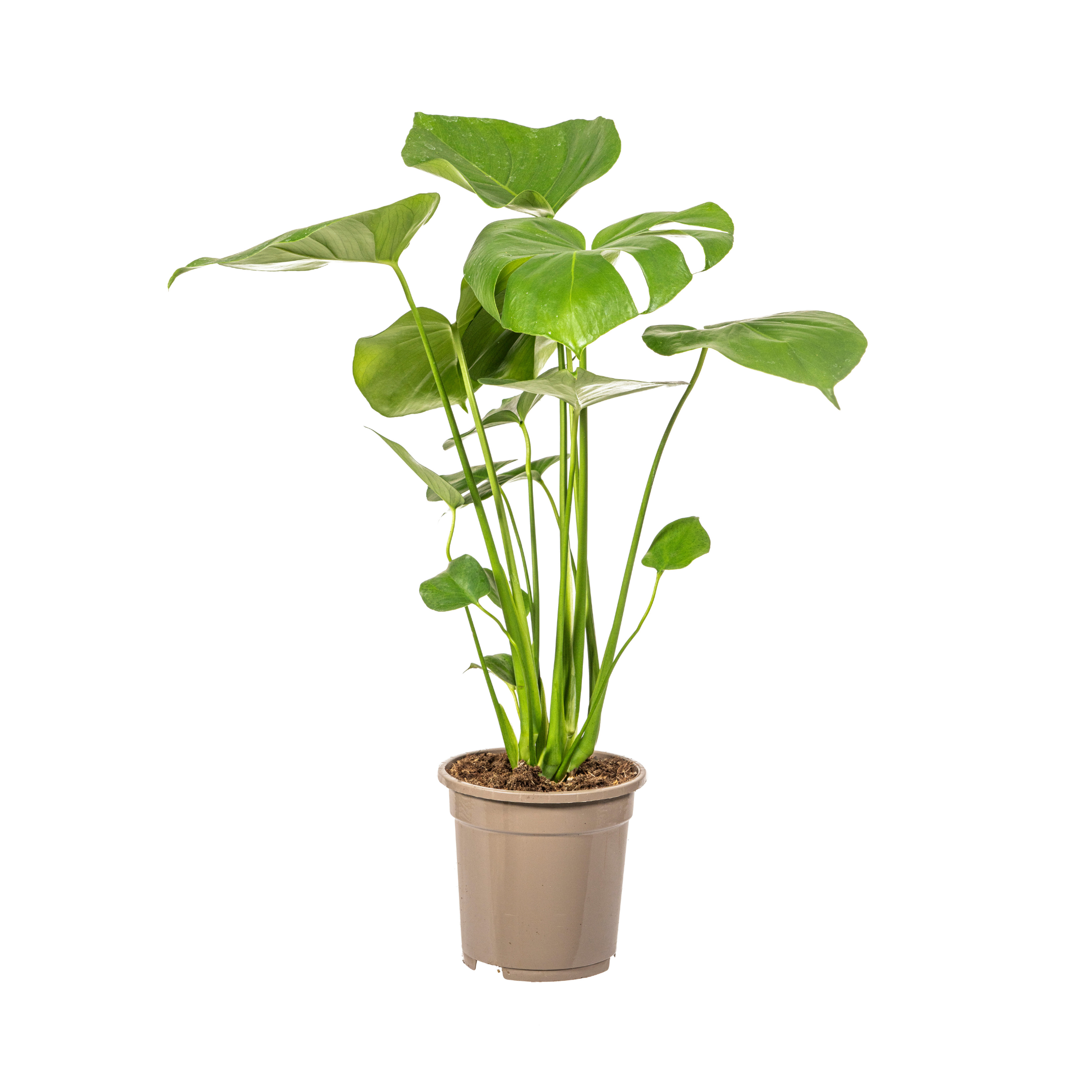 Fensterblatt - Monstera Deliciosa Tauerii Ø17cm - ↕60cm