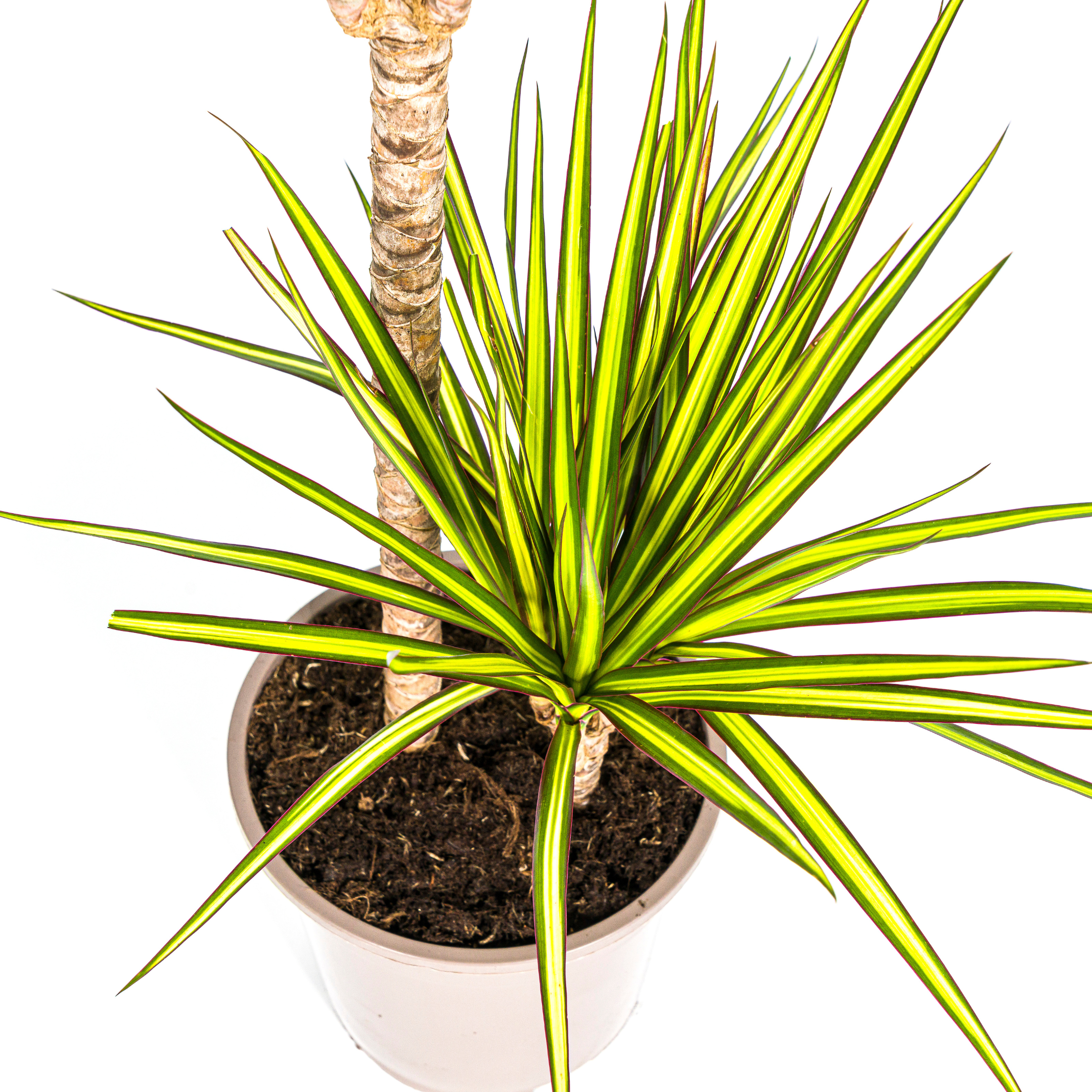 Drachenbaum - Dracaena Marginata Sunray Ø19cm - ↕80-100cm