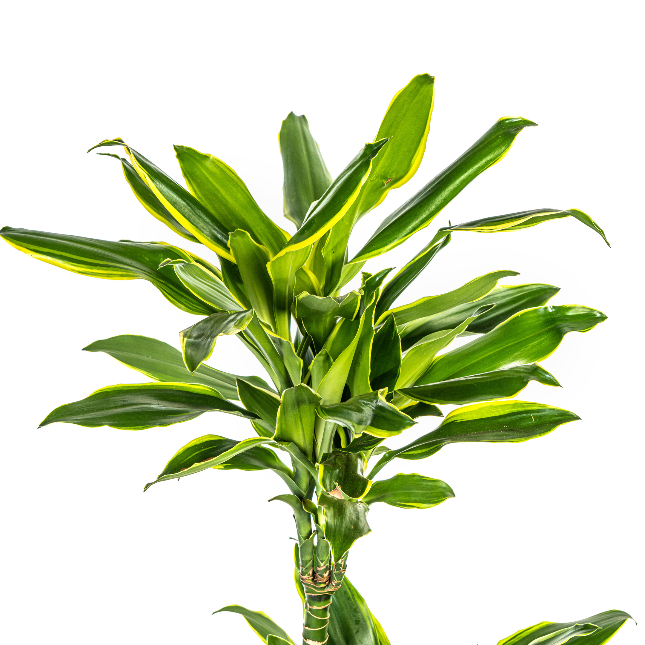 Drachenbaum - Dracaena Fragrans Golden Coast Ø21cm - ↕100cm