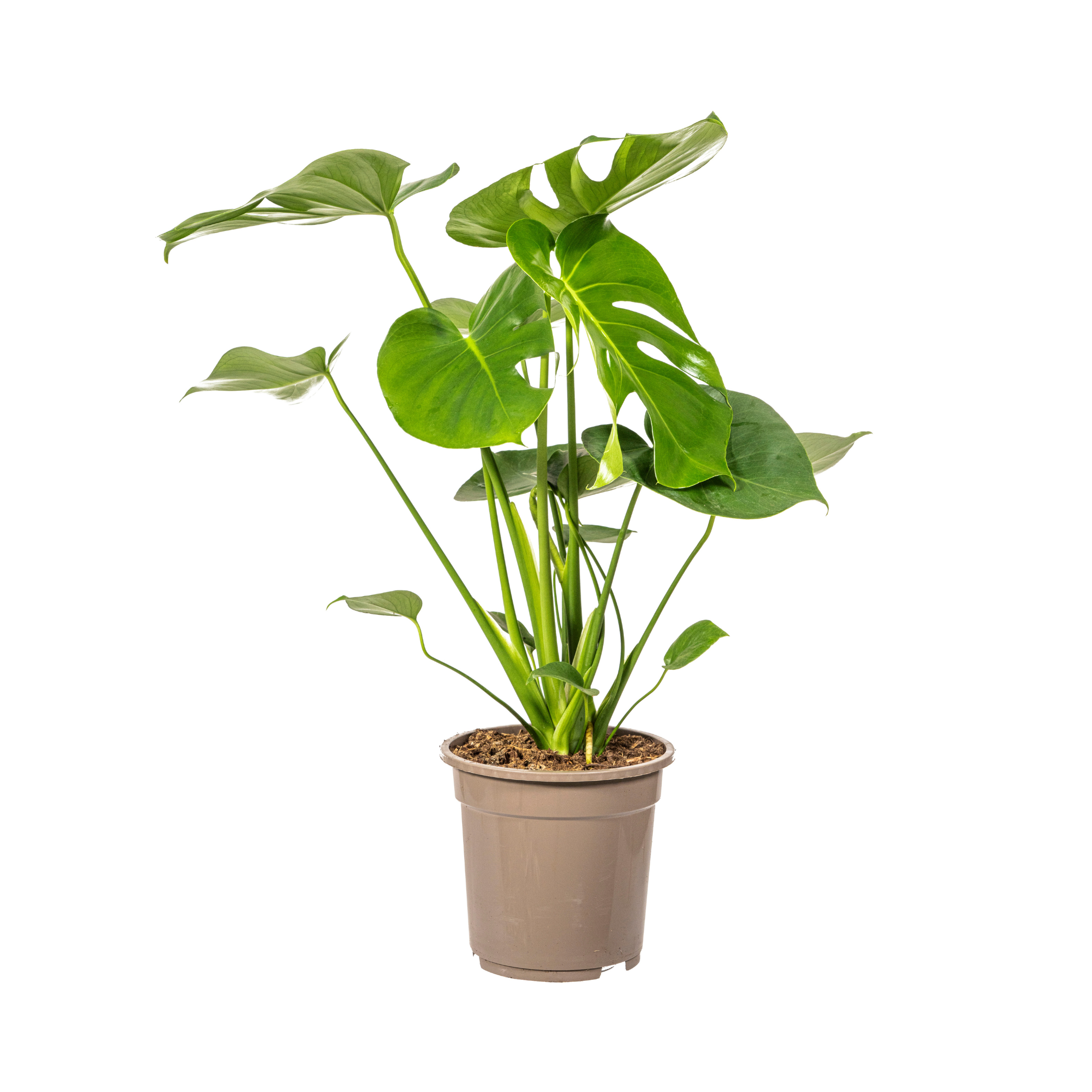 Fensterblatt - Monstera Deliciosa Tauerii Ø19cm - ↕80cm