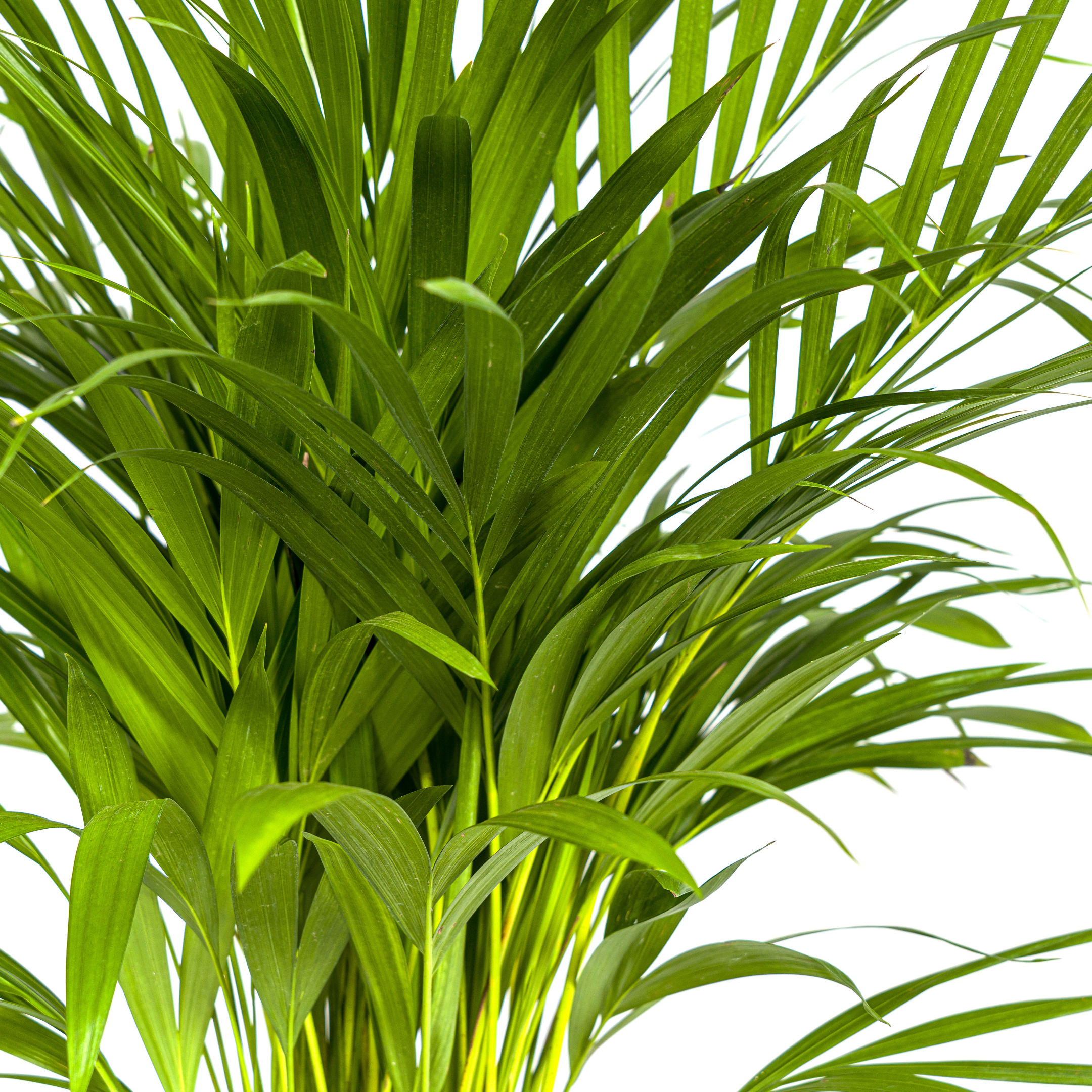 Arecapalme - Dypsis Areca Lutescens Ø19cm - ↕90cm