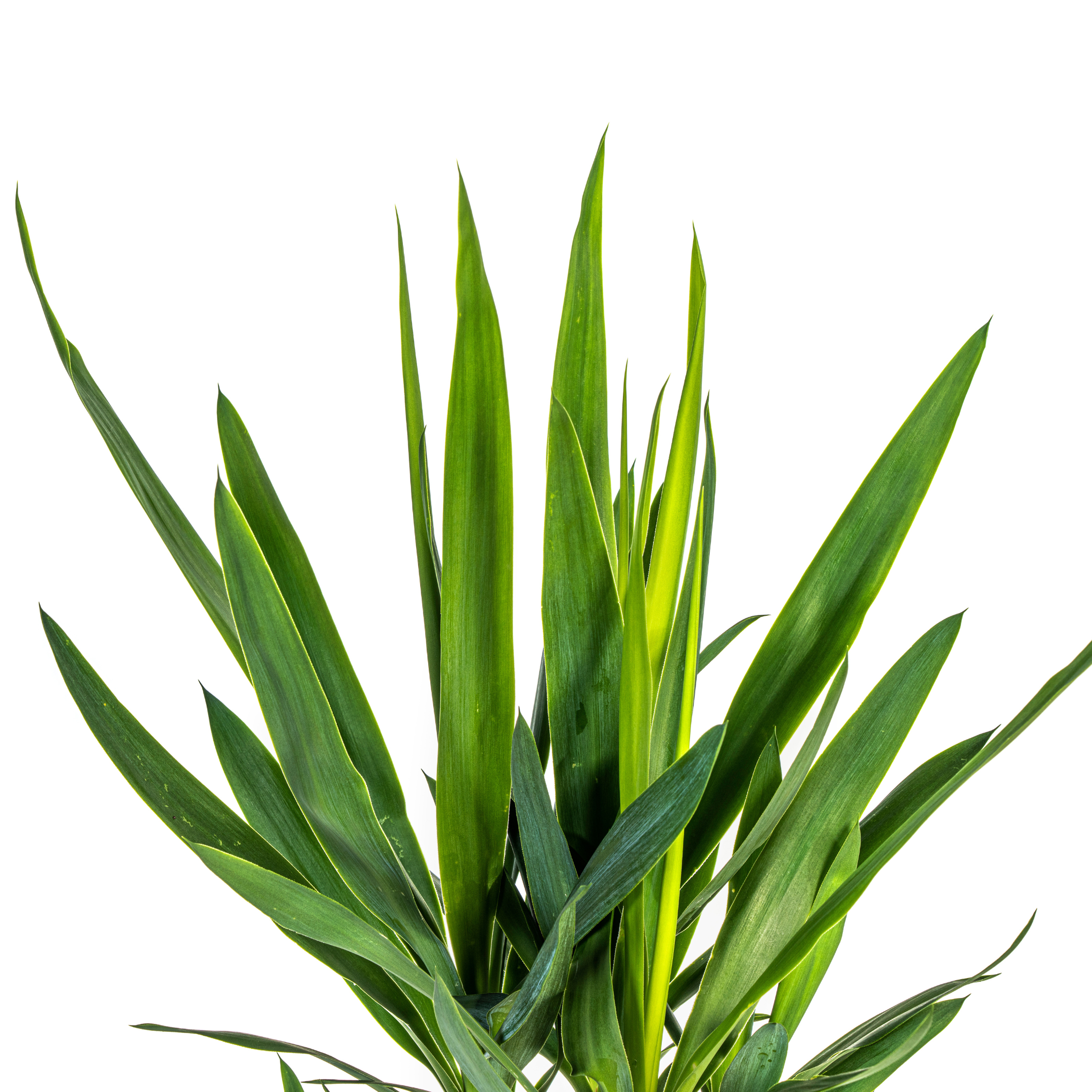 Yucca Elephantipes Ø19cm - ↕80cm