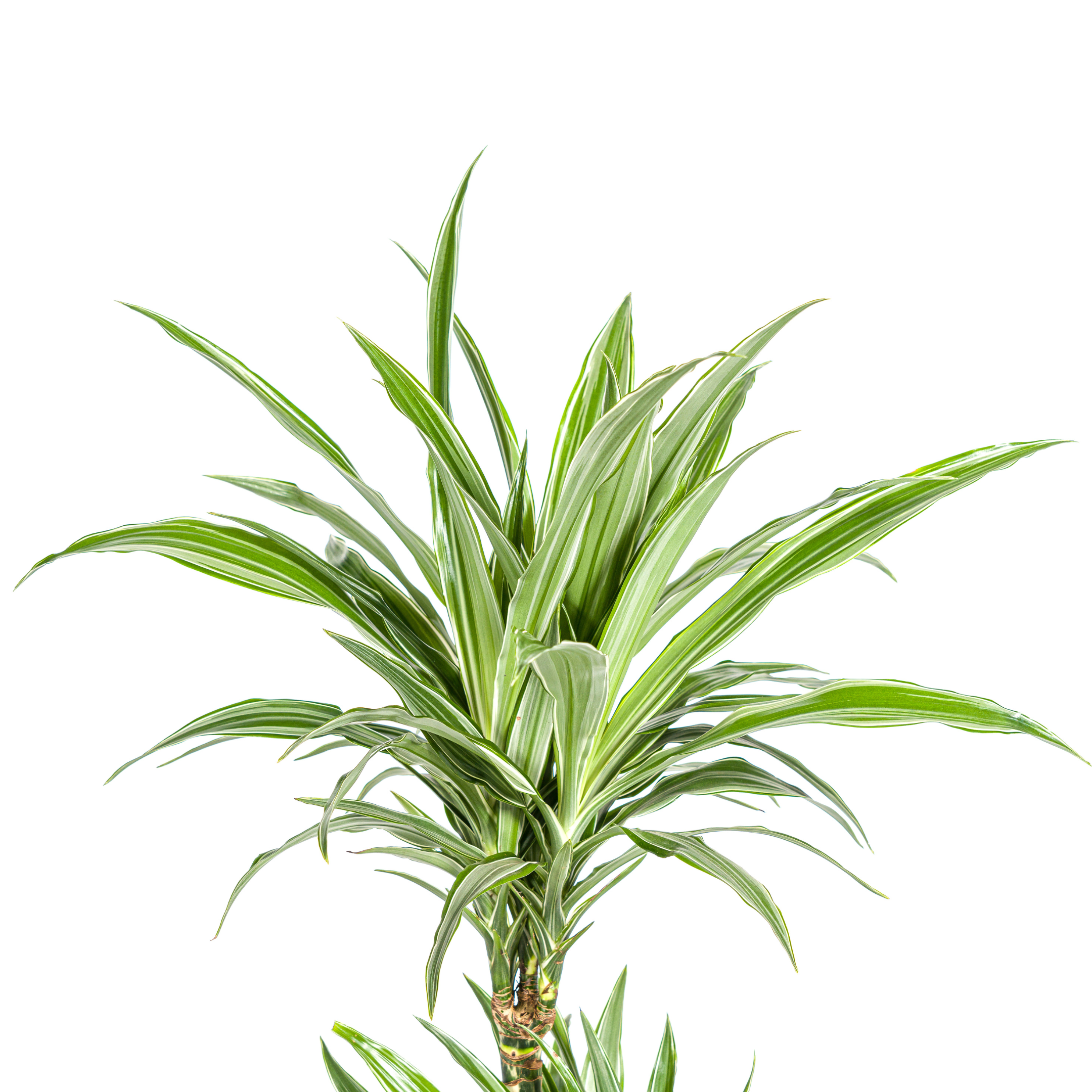 Drachenbaum - Dracaena Deremensis White Stripe Ø19cm - ↕80cm