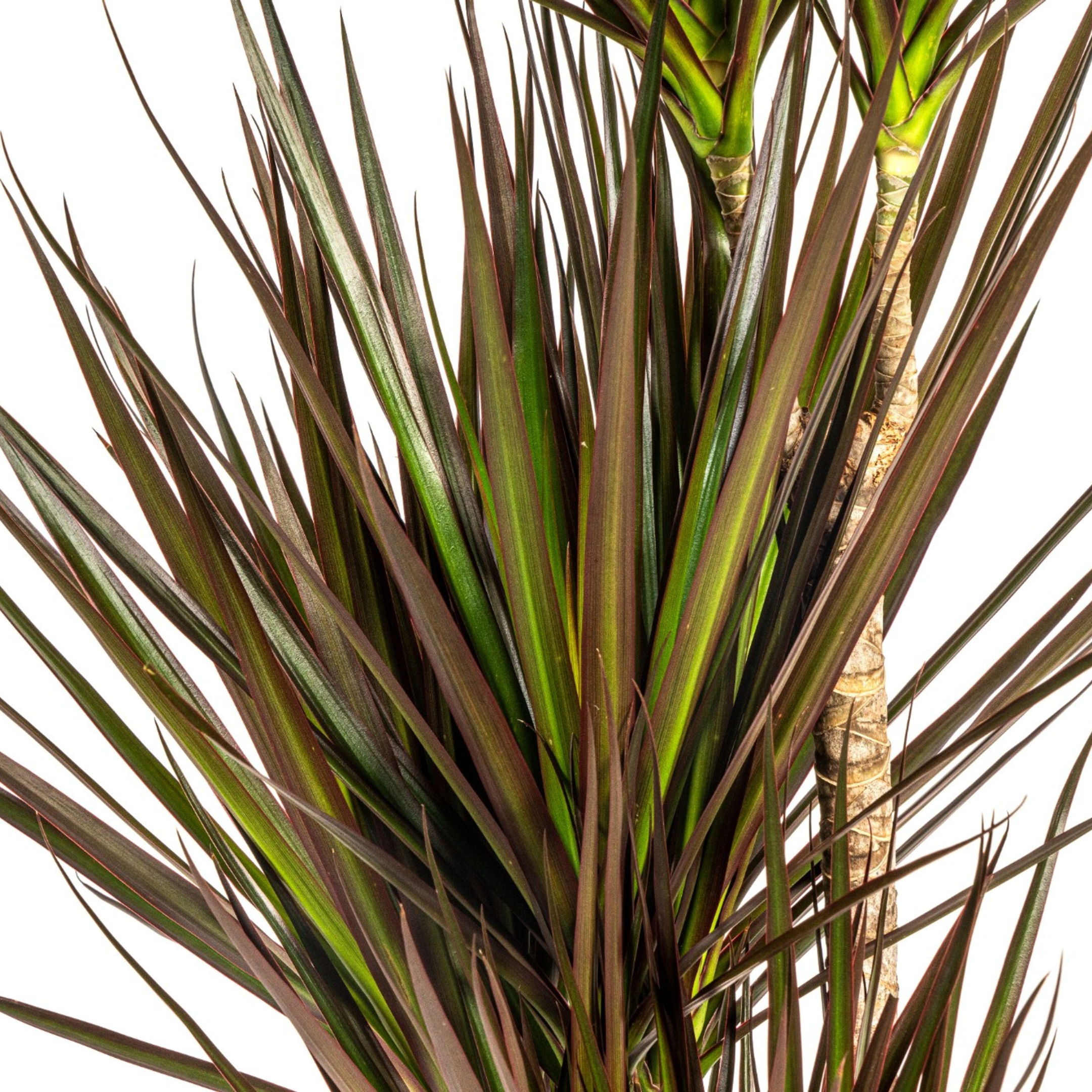 Drachenbaum - Dracaena Marginata Magenta Ø21cm - ↕120cm