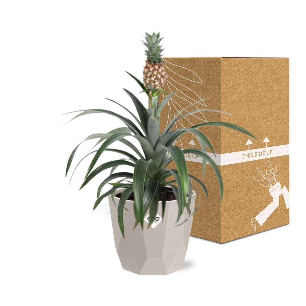 Ananaspflanze - Ananas Mi Amigo in ELHO b.for rock 14 cm warm grey Topf hellgrau