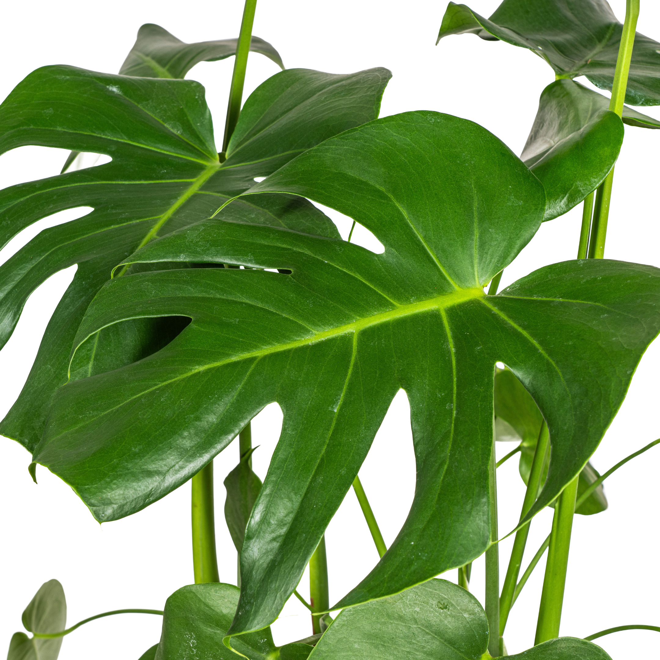 Fensterblatt - Monstera Deliciosa Tauerii Ø21cm - ↕80cm