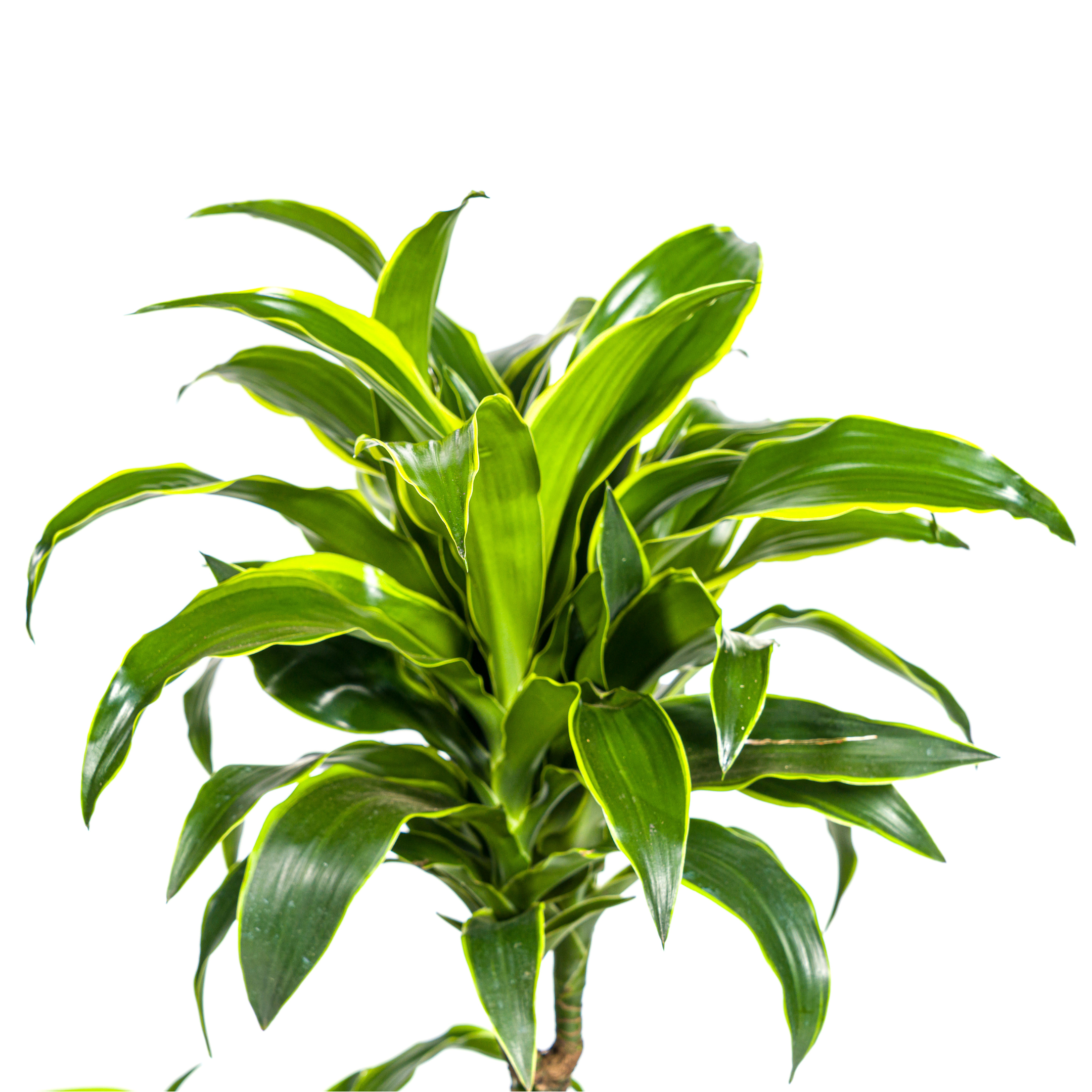 Drachenbaum - Dracaena Deremensis Dorado Ø21cm - ↕110cm