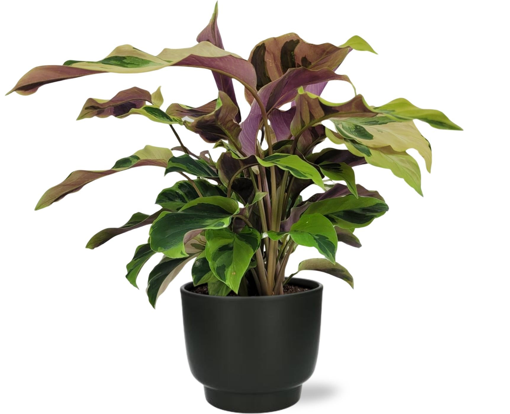 Gebetspflanze - Calathea Yellow Fusion Ø14cm - ↕40cm + Potenza Pot D15x13cm - Zwart Topf schwarz