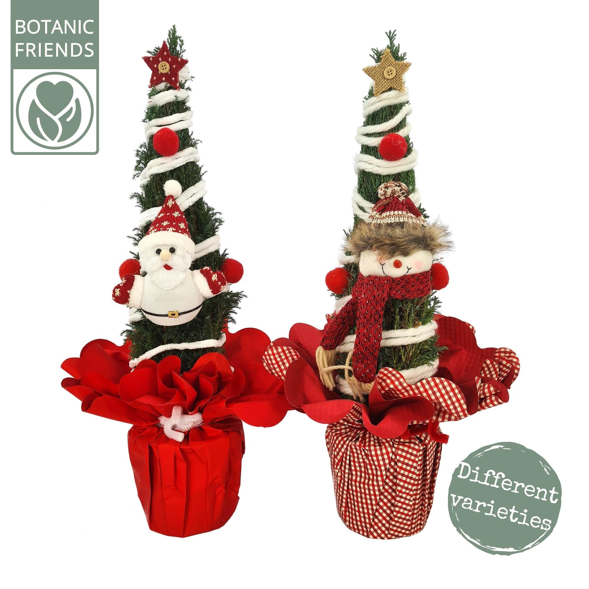 Zwergschein Zypresse - Chamaecyparis Ellwoodii Christmas Friends ® - Ø13cm - ↕37cm   2 Stück