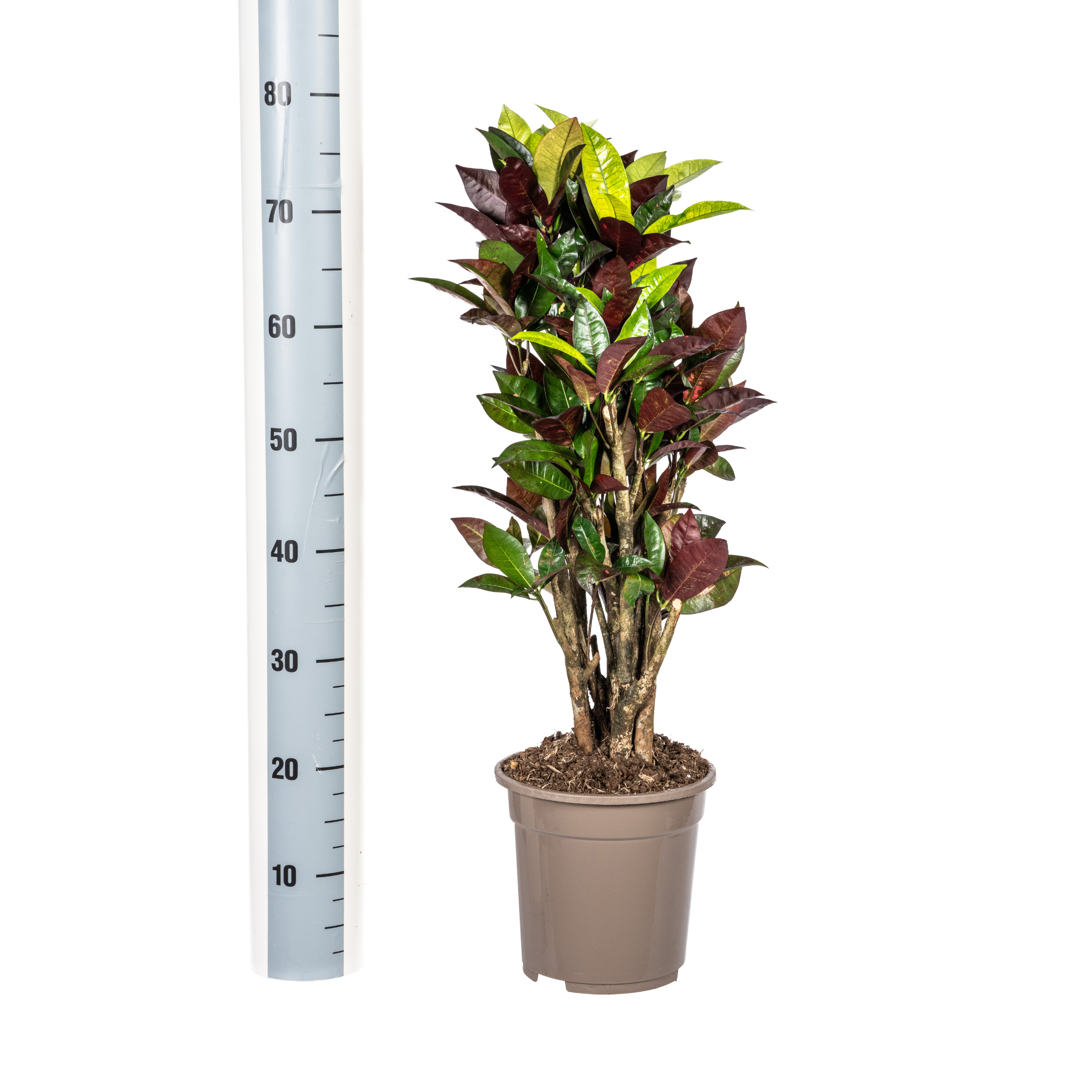 Wunderstrauch Iceton - Codiaeum 'Croton' Iceton Ø21cm - ↕70-80cm