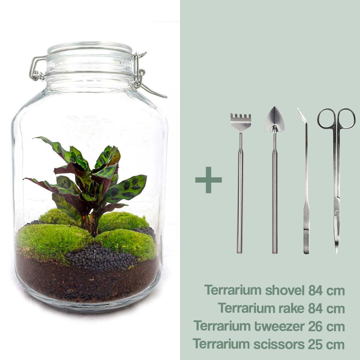 Flaschengarten - Calathea - DIY terrarium - Calathea - ↕ 28 cm - Rake + Shovel + Tweezer + Scissors